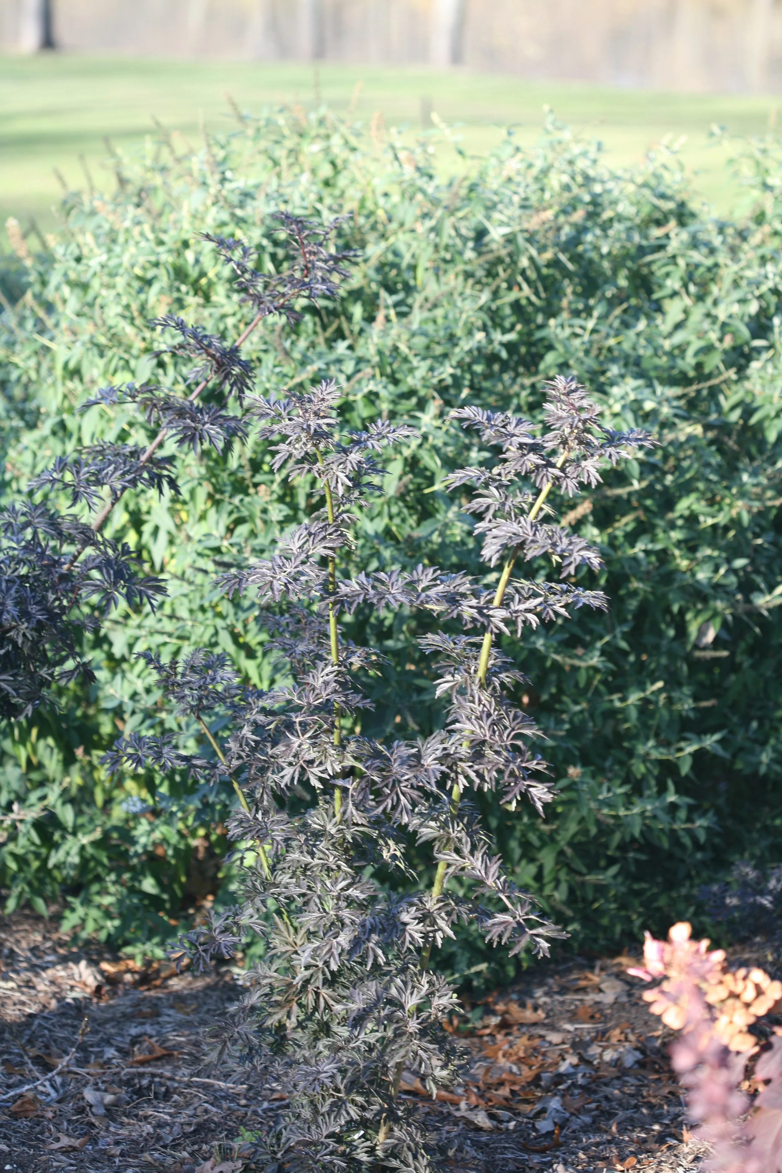 laced_up_elderberry_plant_landscape3.jpg