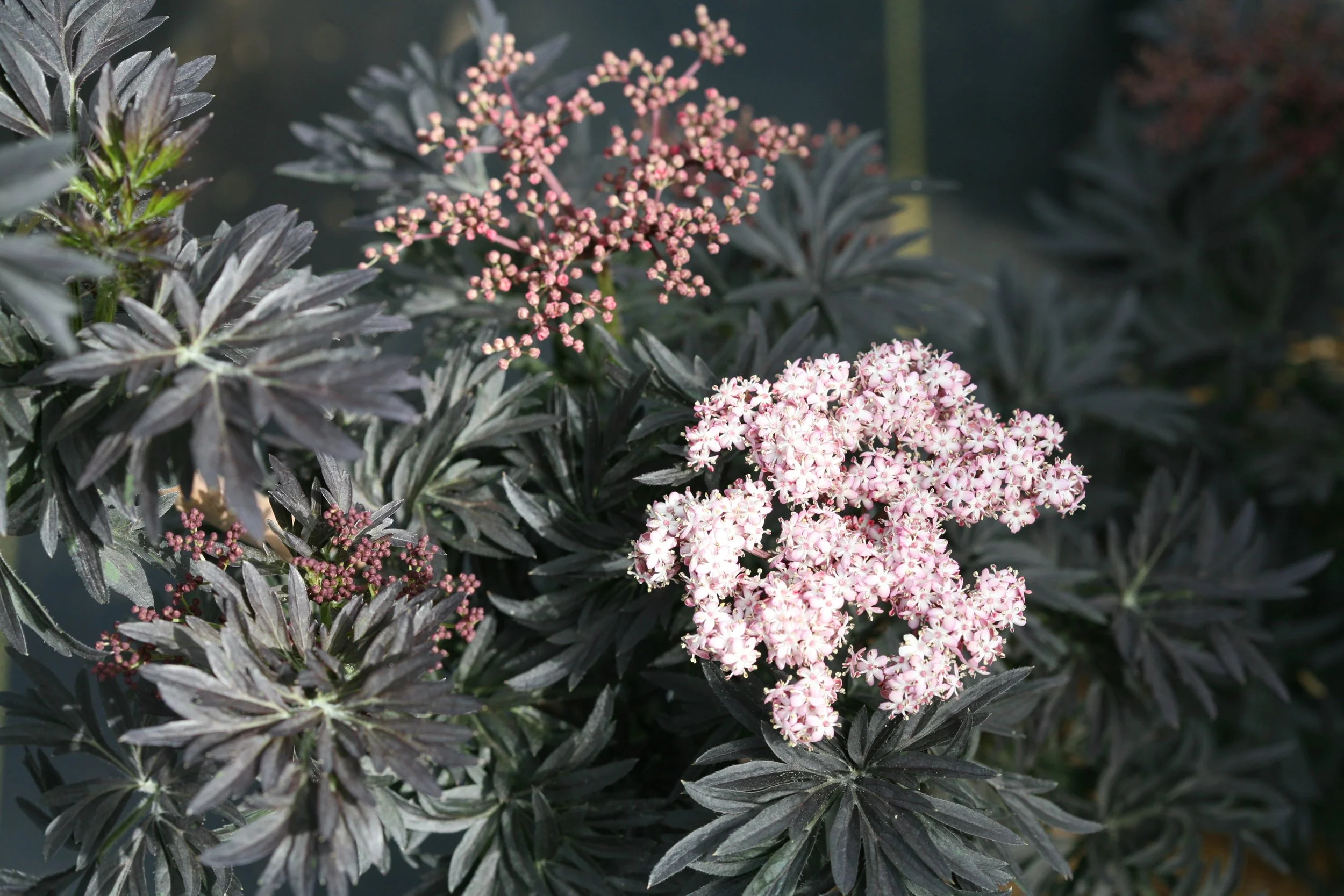 laced_up_black_elderberry.jpg