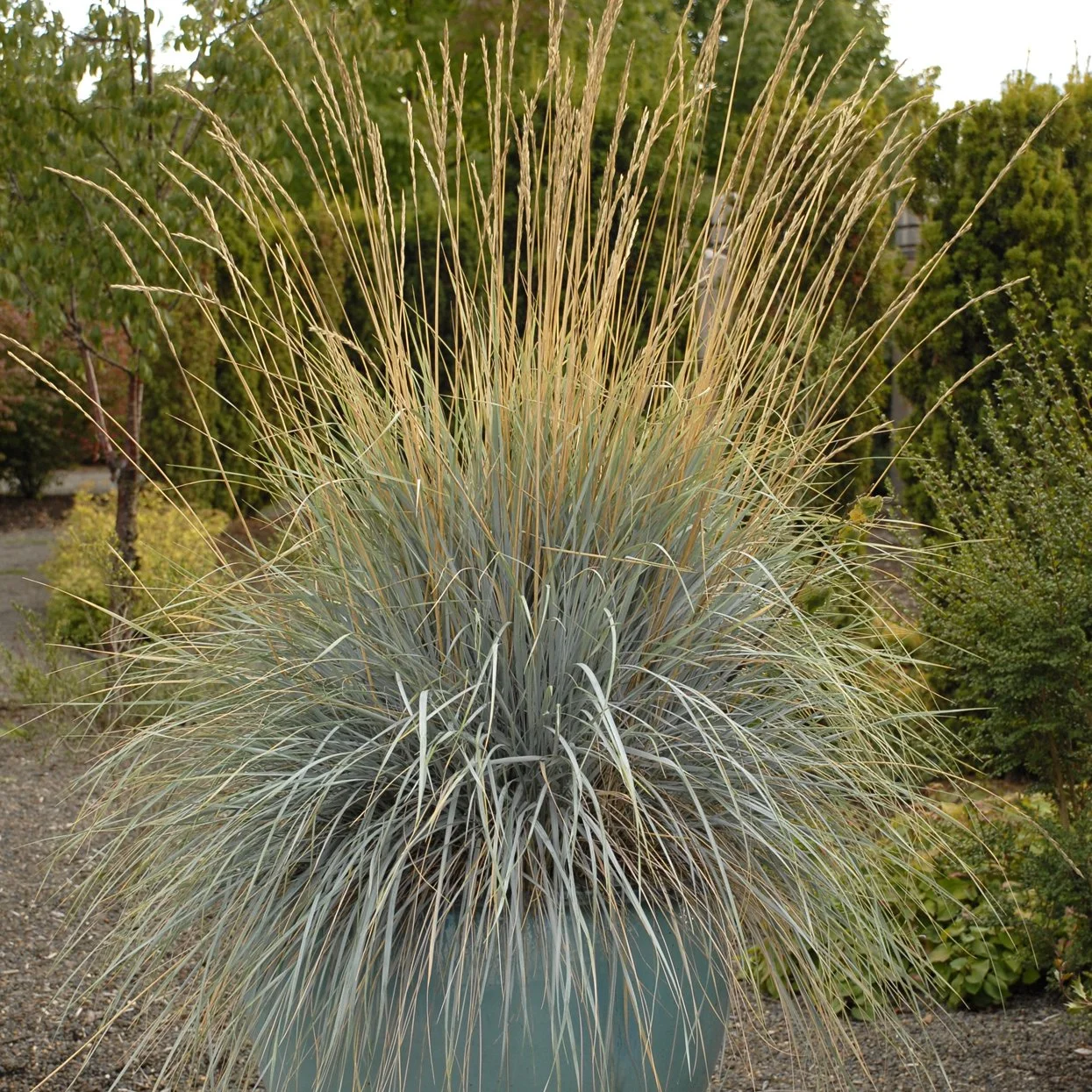 Helictotrichon sempervirens 0002 high res.jpg