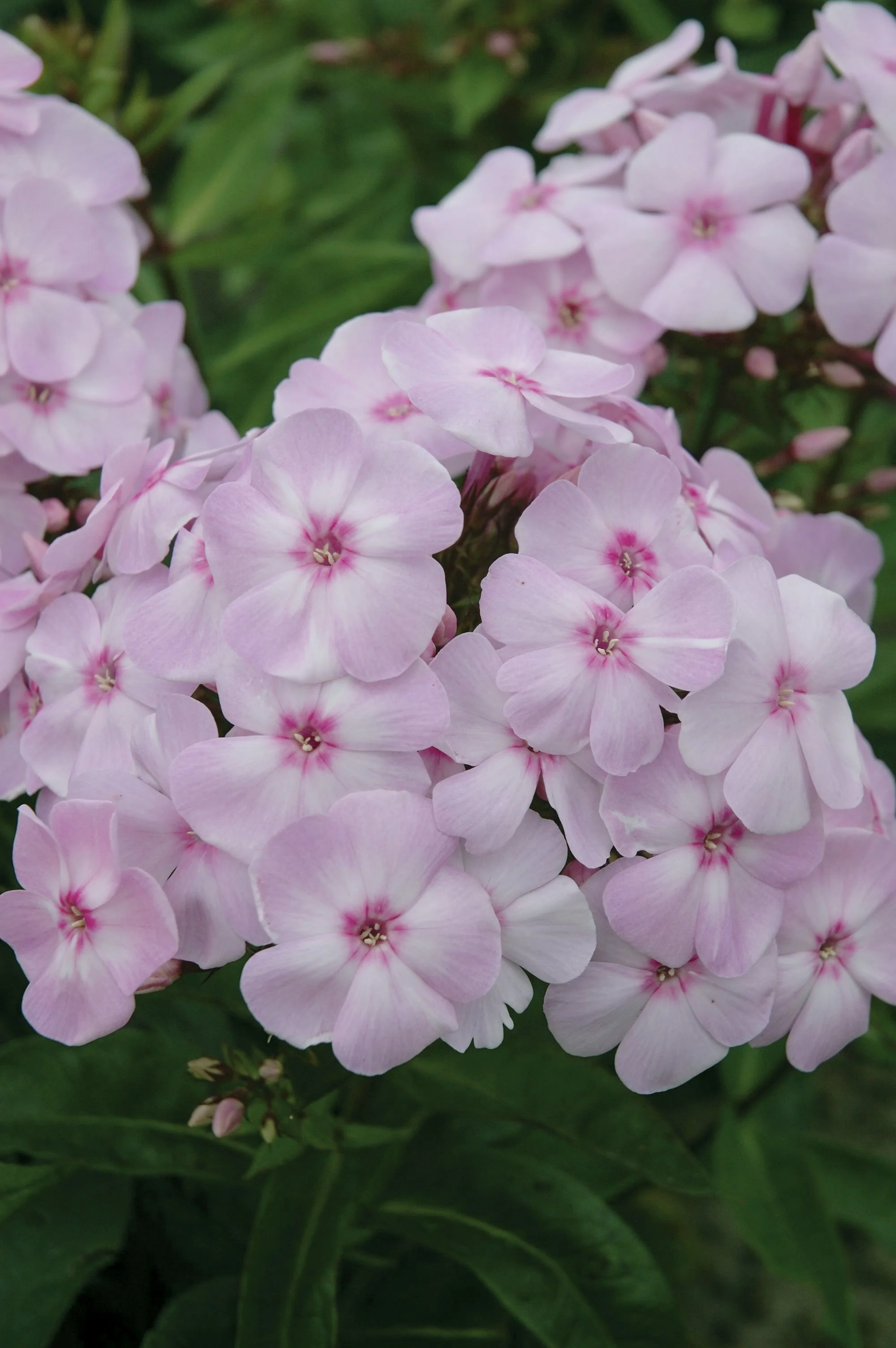 PhloxCottonCandy-01-6358.jpg