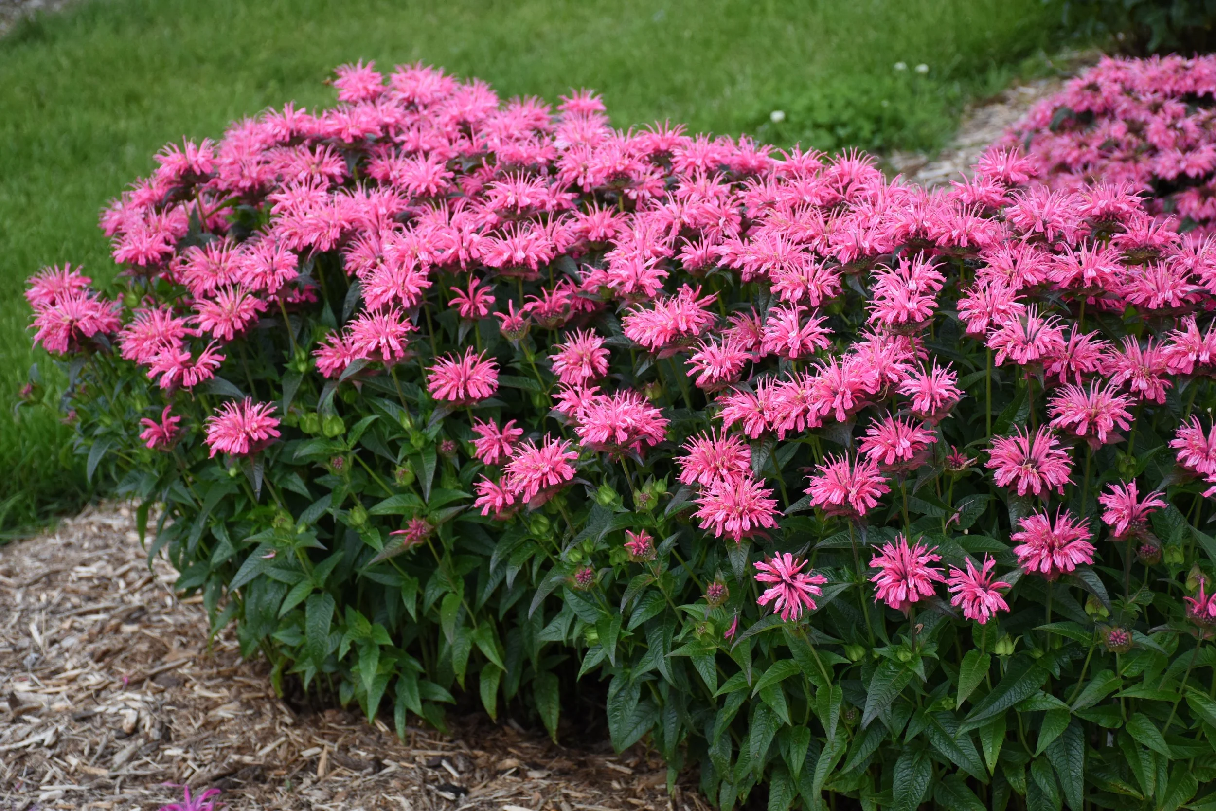 monarda_pink_chenille_cjw19_6.jpg