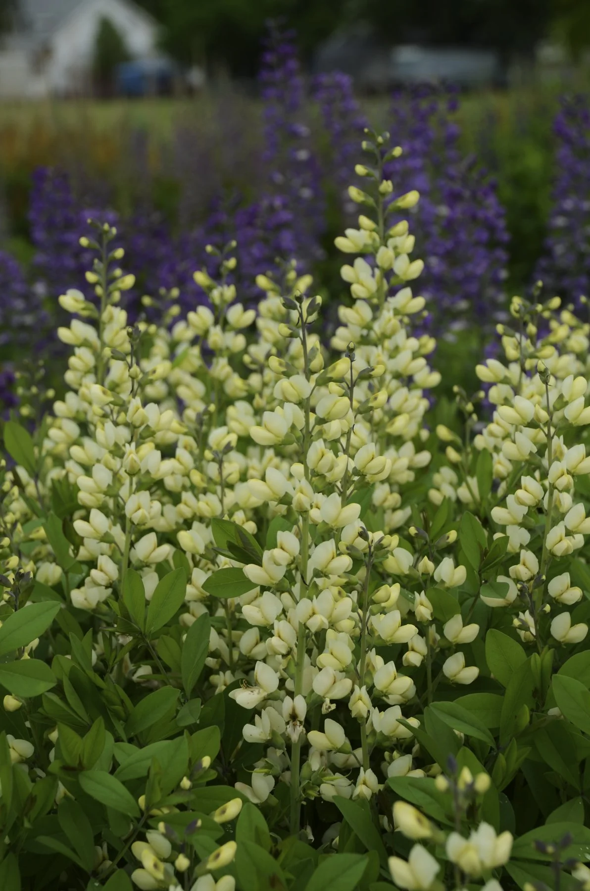 Baptisia x 'Vanilla Cream’