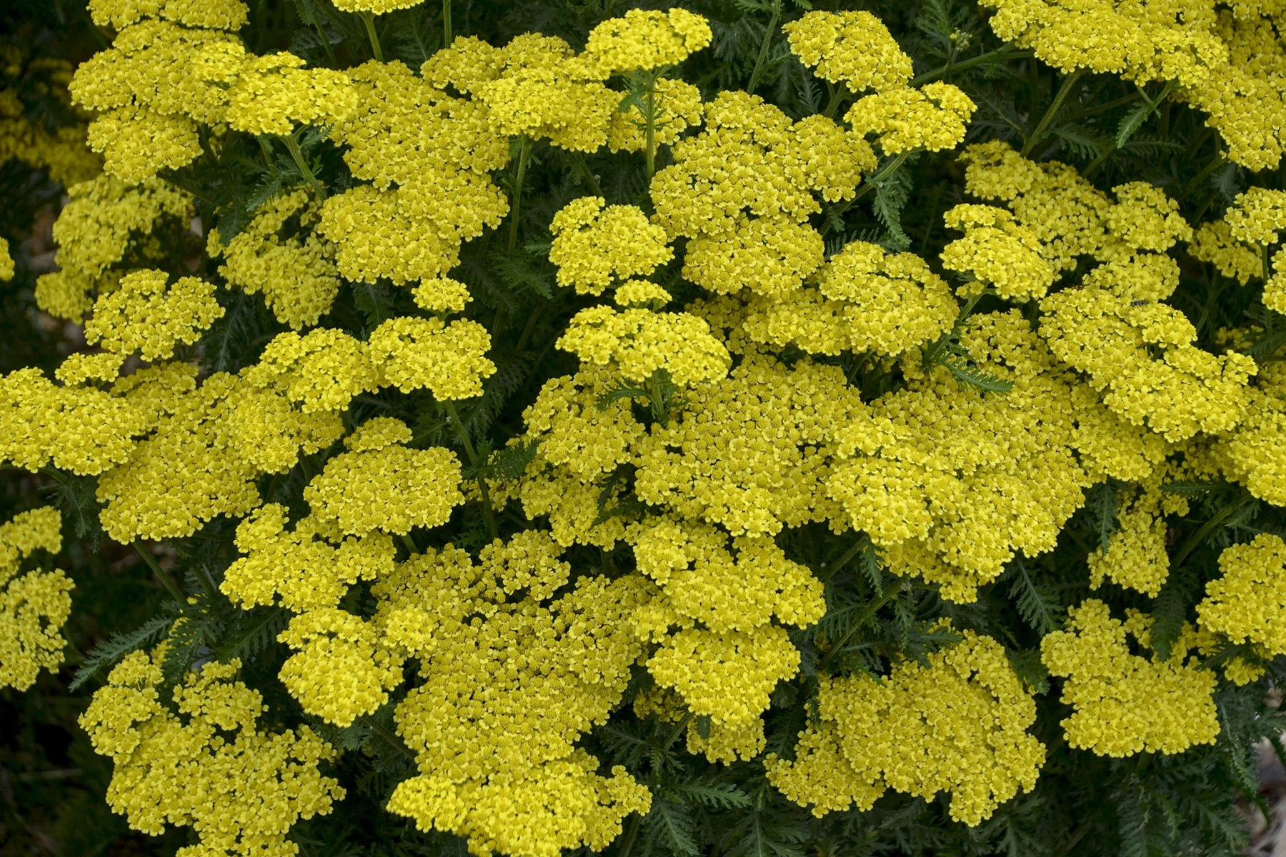 Achillea x 'Firefly Sunshine'