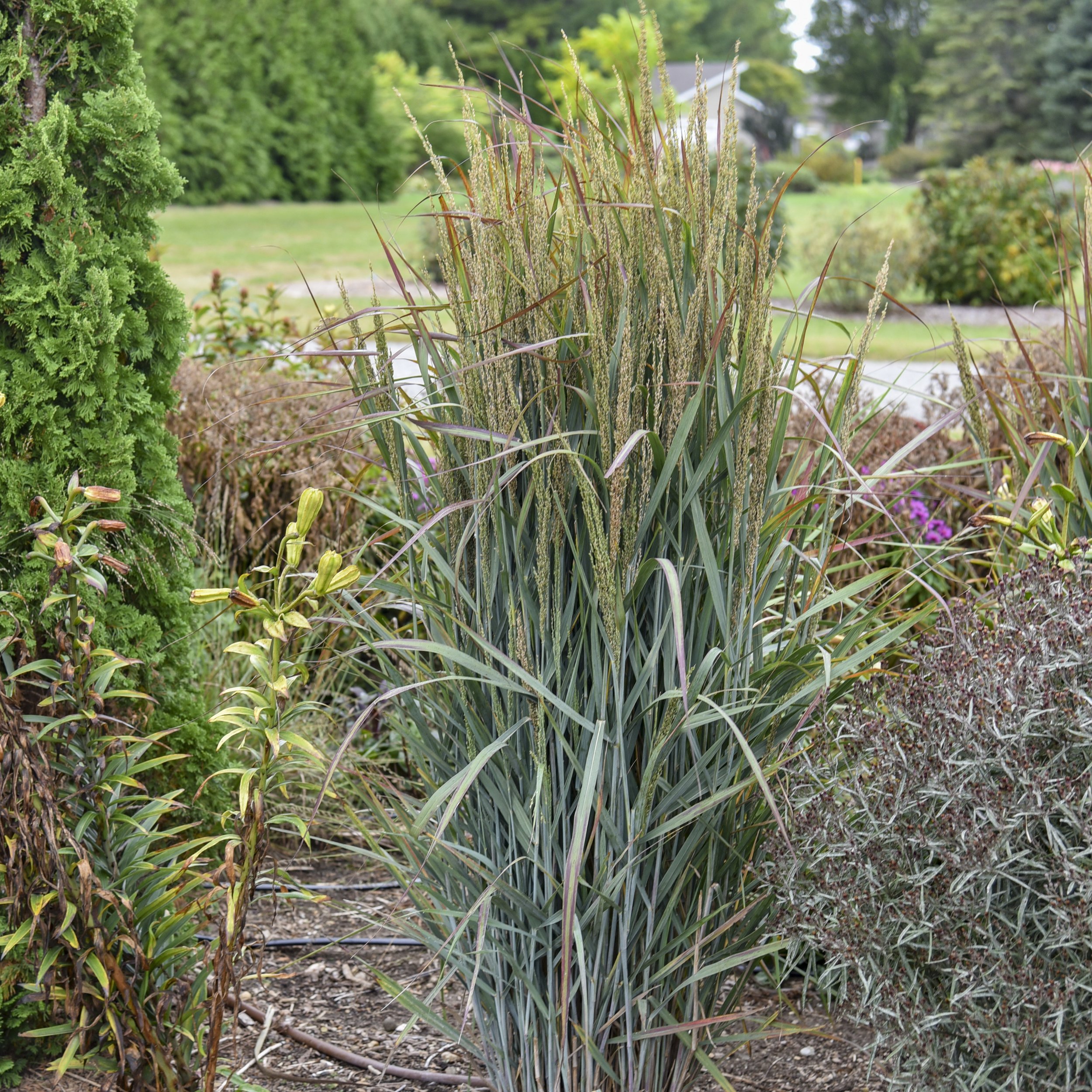 Panicum virgatum 'Blue Spear'