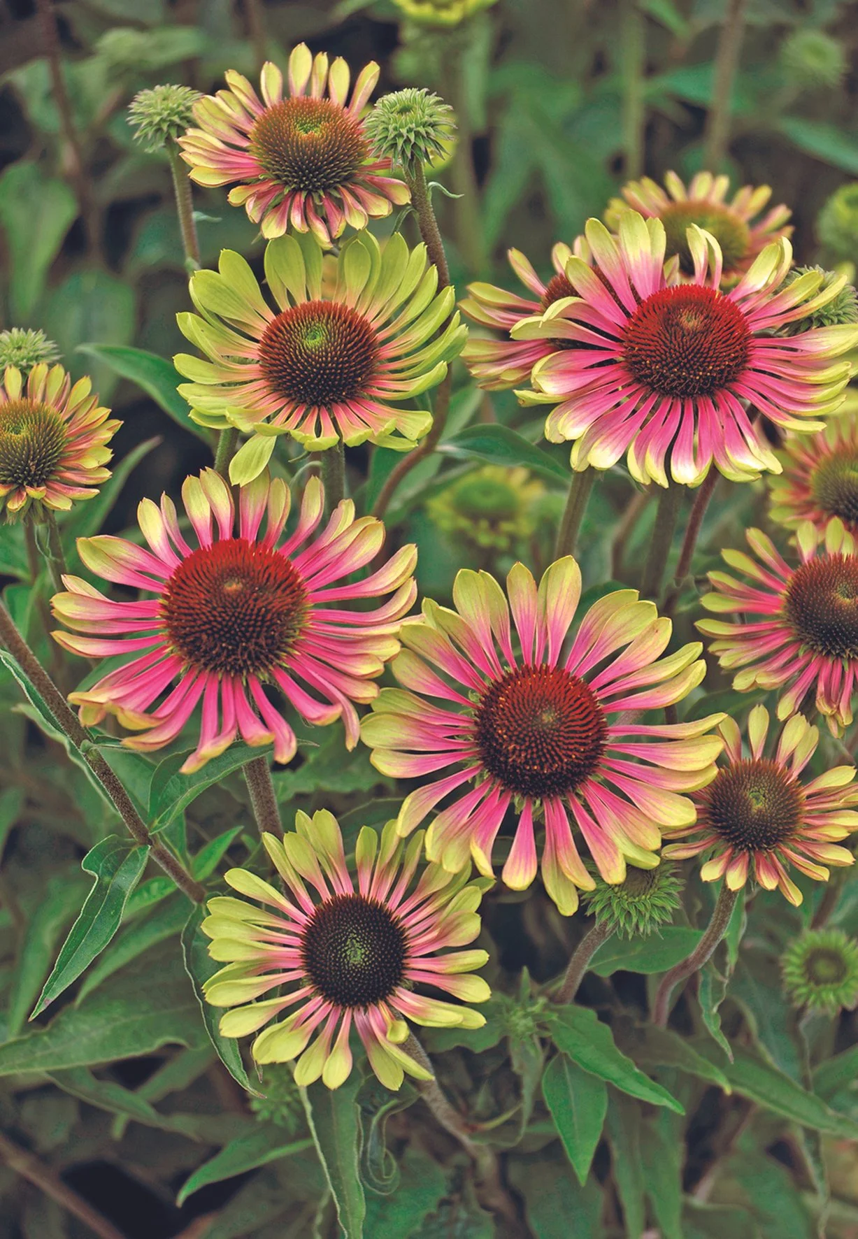 Echinacea purpurea 'Green Twister'