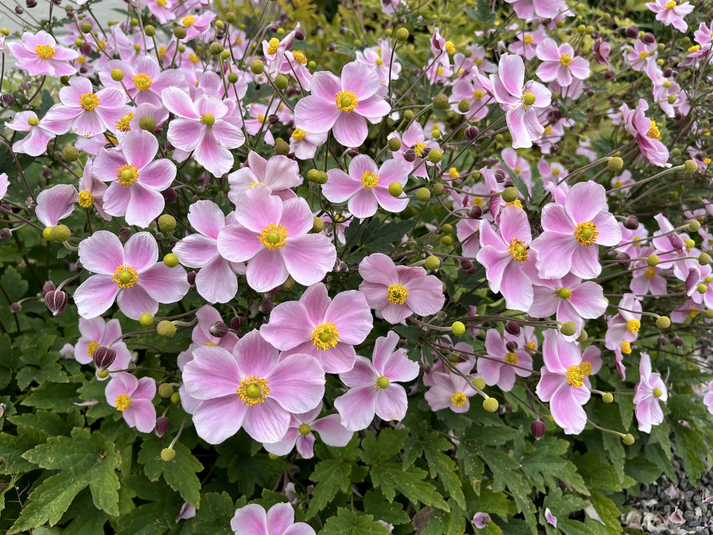 IMG_3384.jpeg