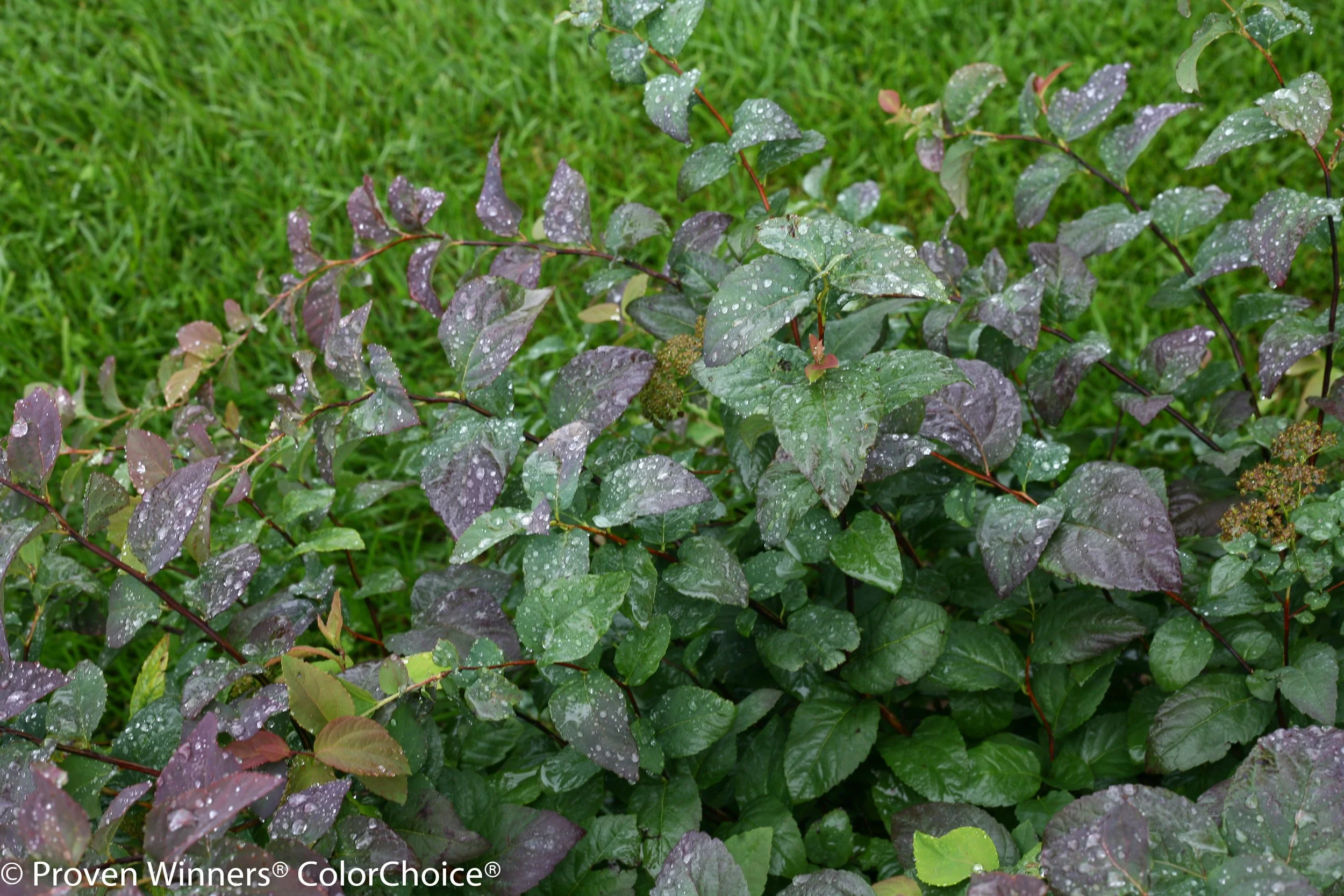 double_play_blue_kazoo_spirea-3357.jpg
