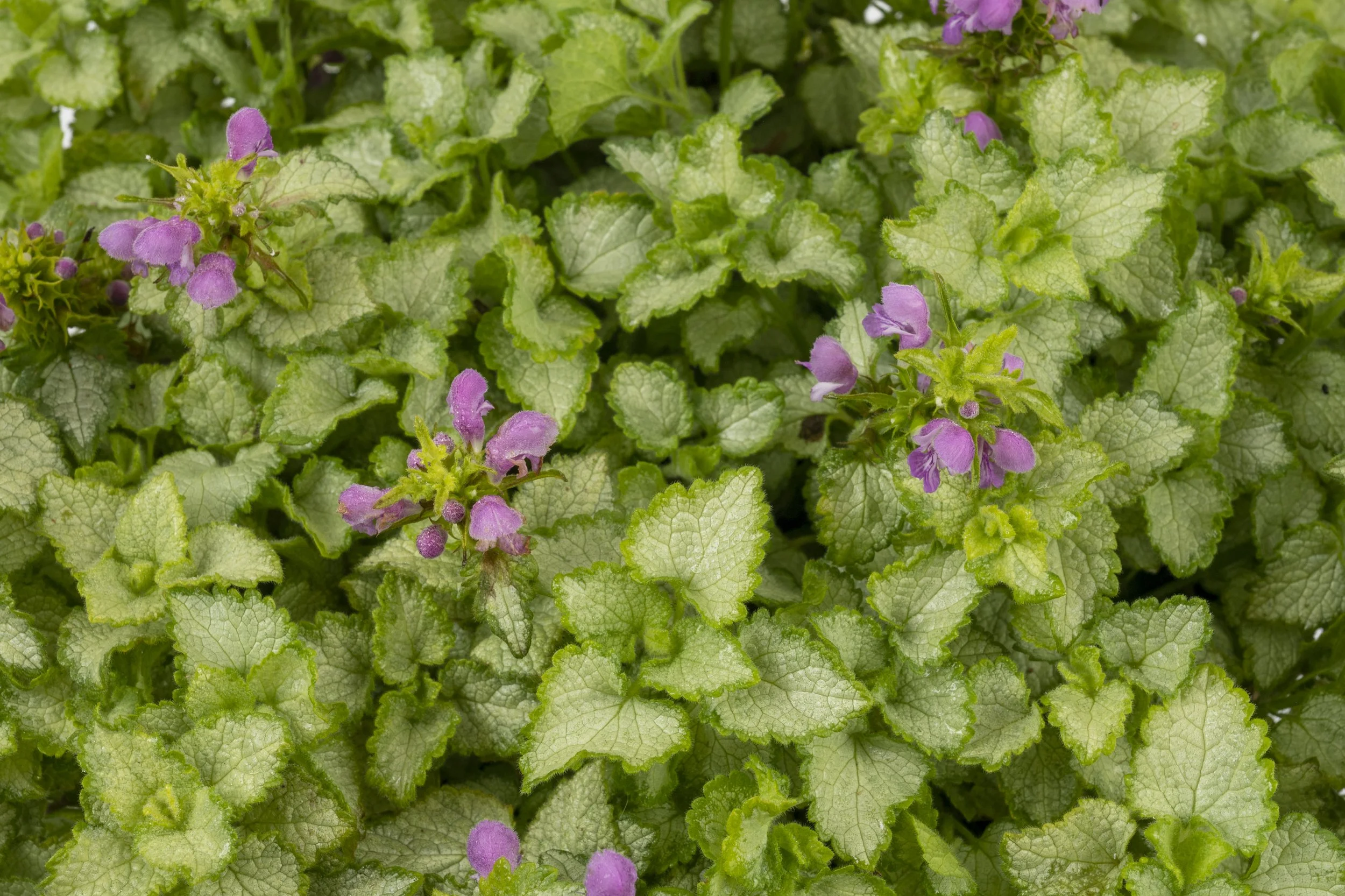 Lamium maculatum 'Orchid Frost'