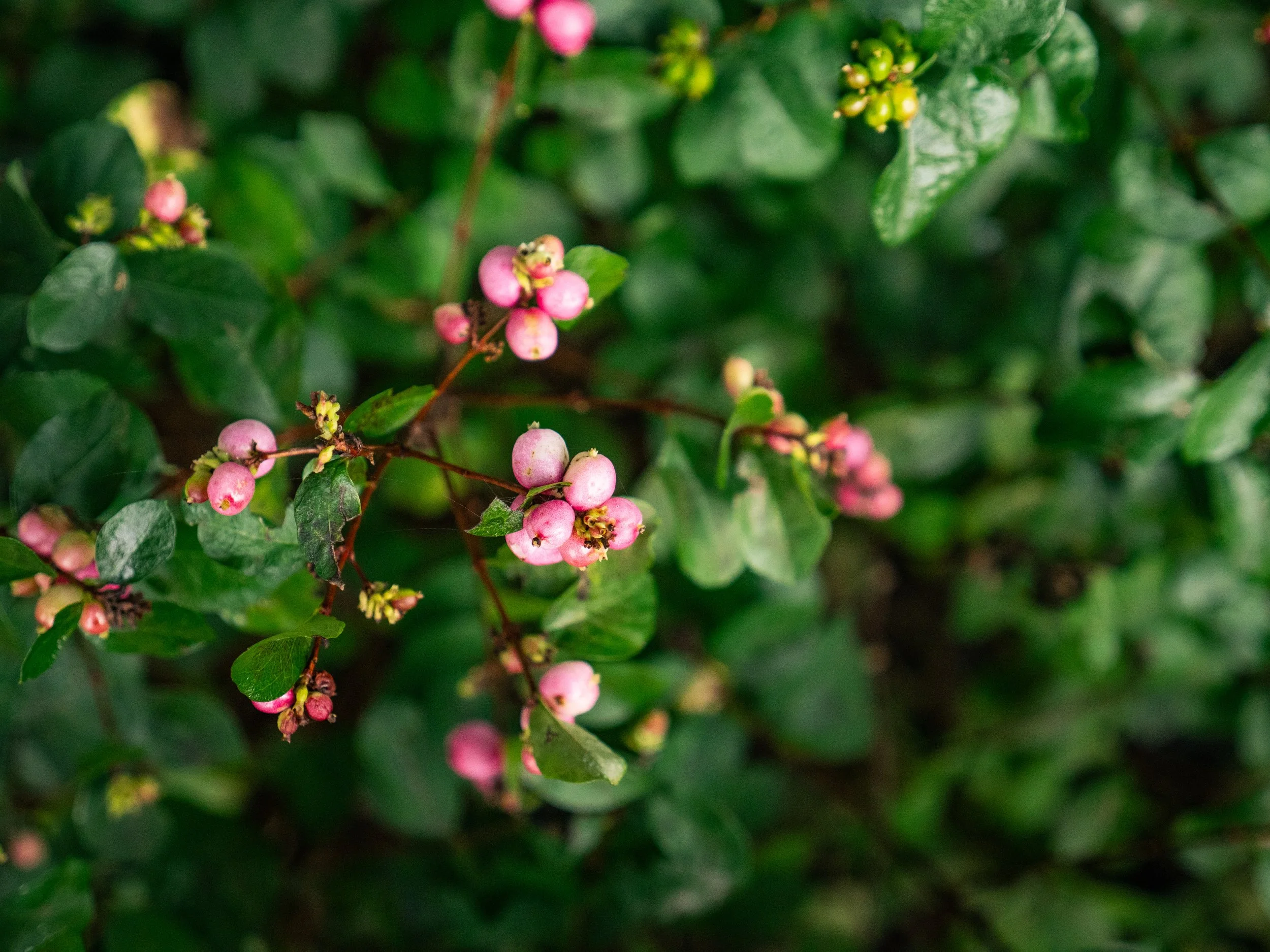 symphoricarpos-pink-posy-berries-01.jpg