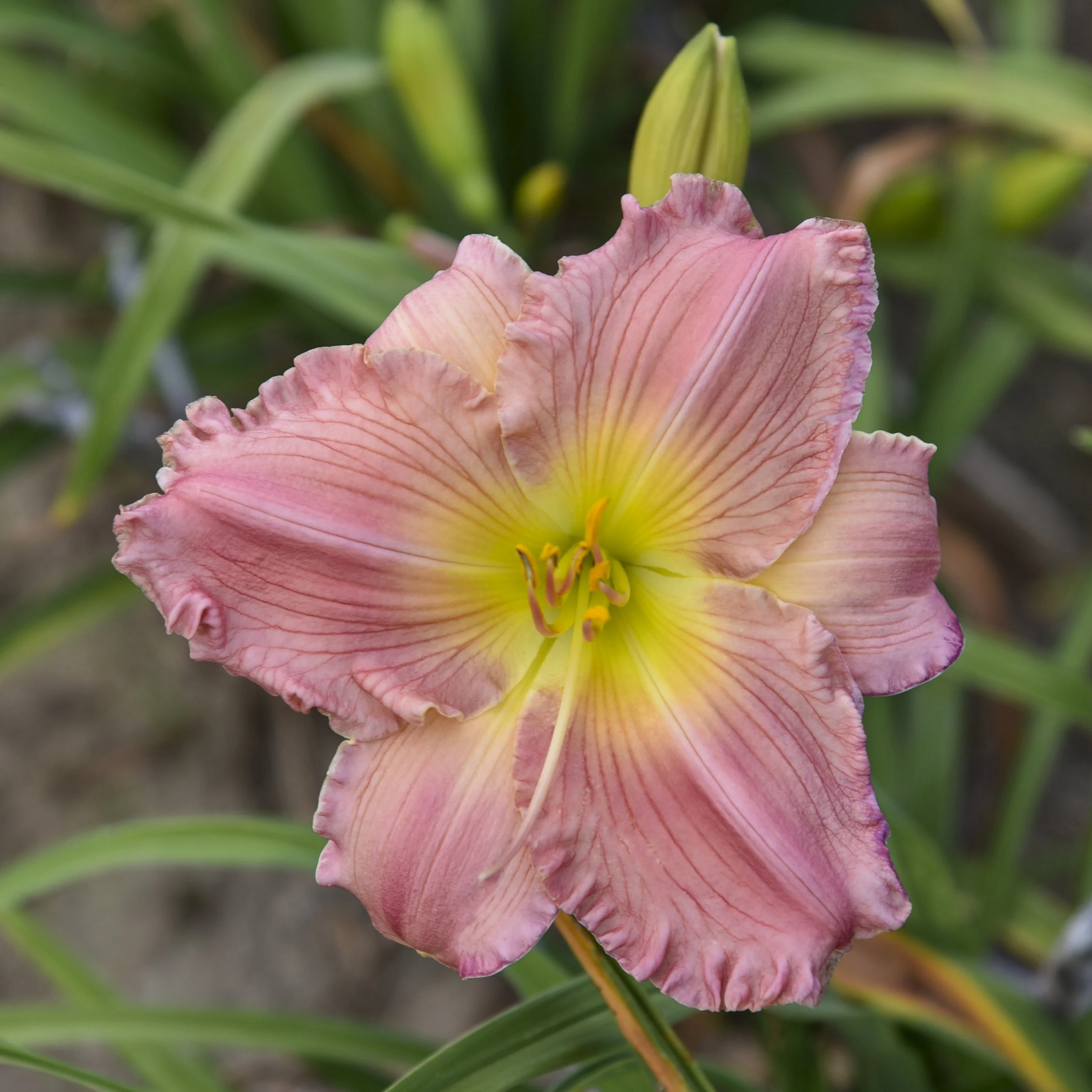 Hemerocallis 'Jolyene Nichole' 0002 high res.jpg