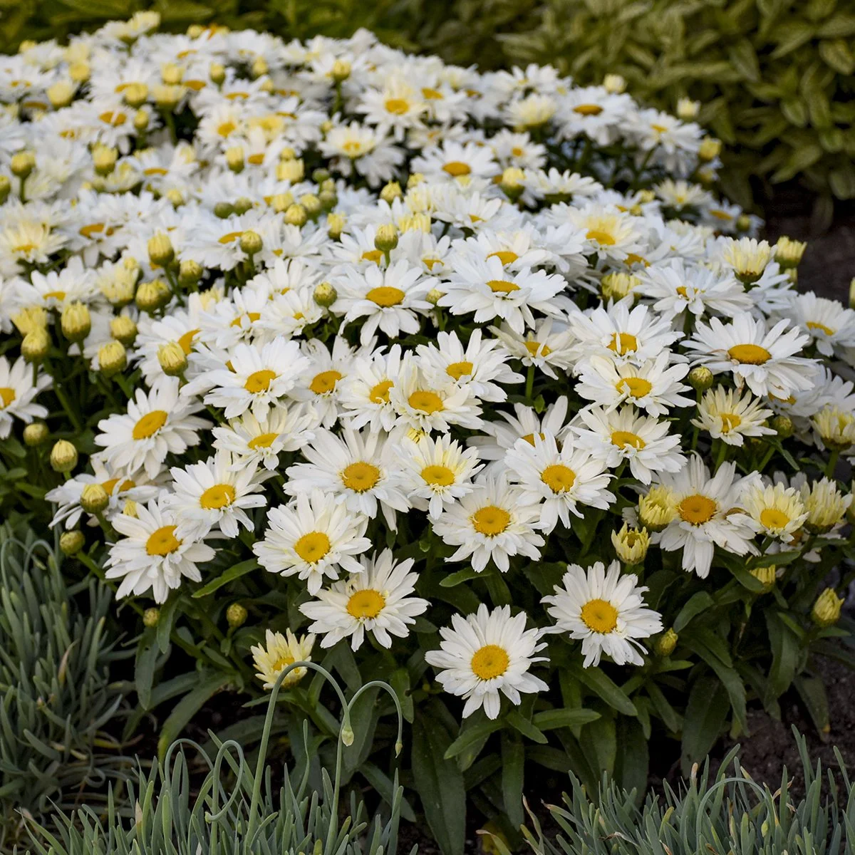 Leucanthemum superbum 'Spoonful of Sugar' PP28760 0002 high res.jpg