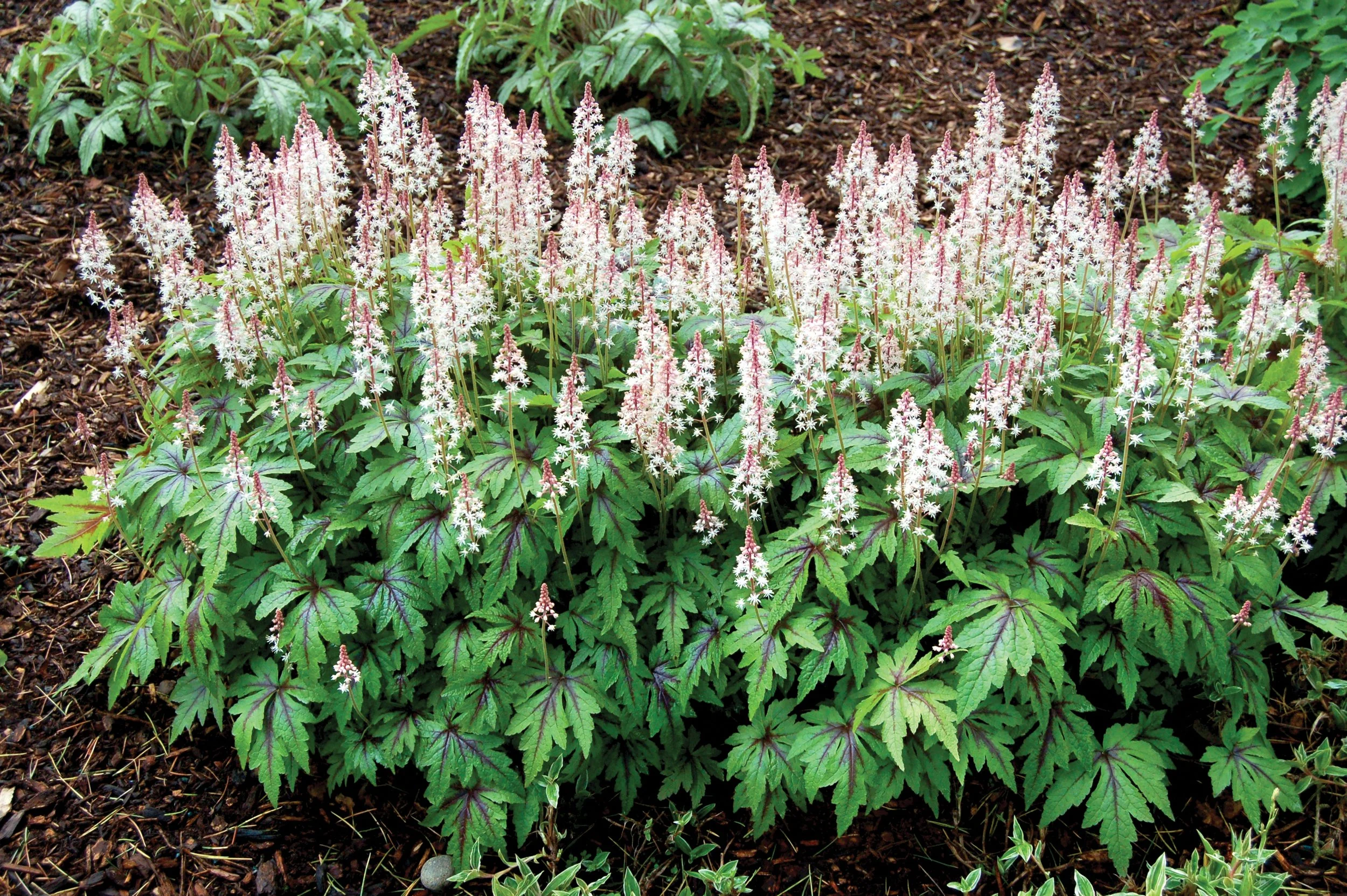 Tiarella-Sugar-and-Spice-12.jpg