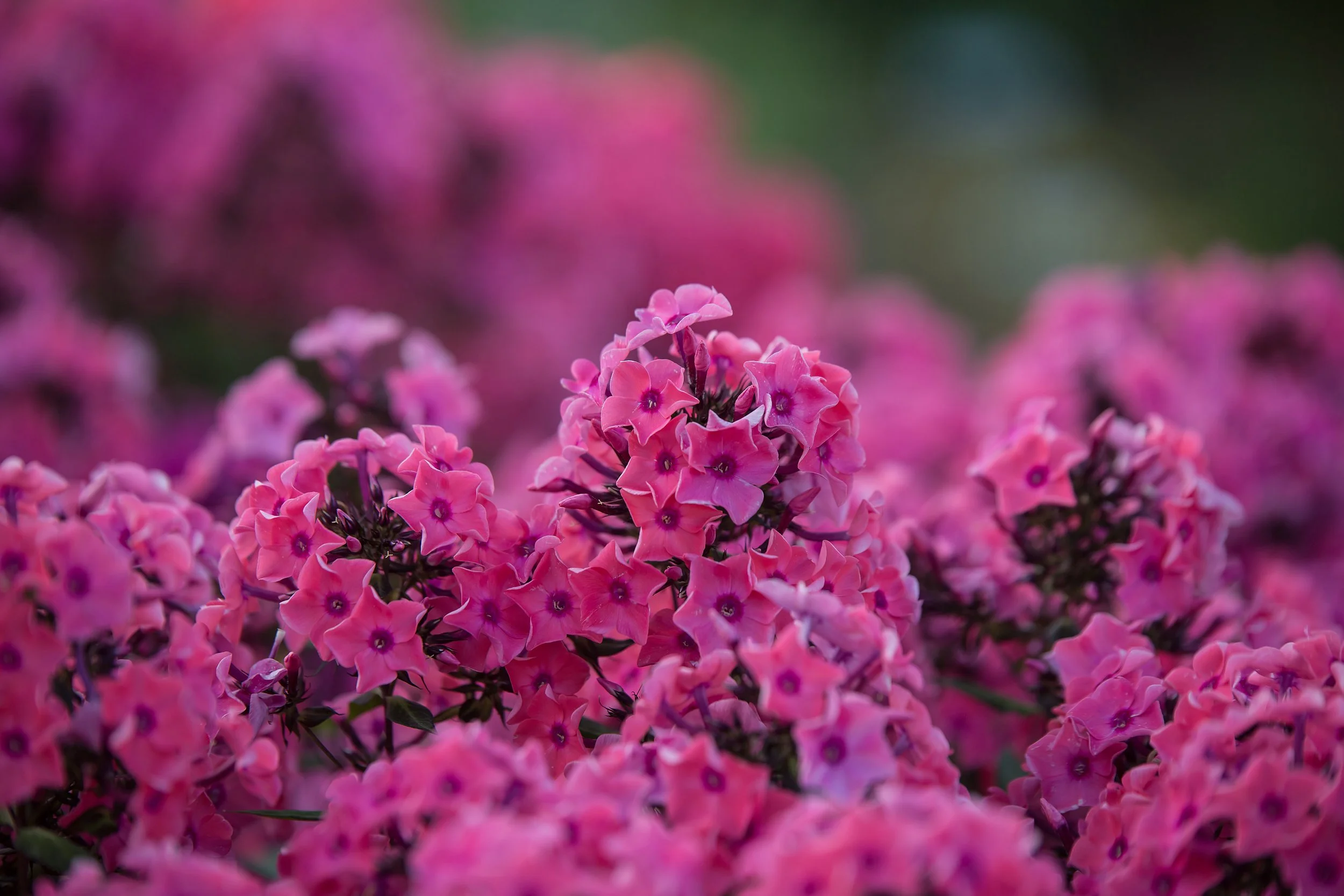 PhloxCoralCremeDrop-020-6357.jpg