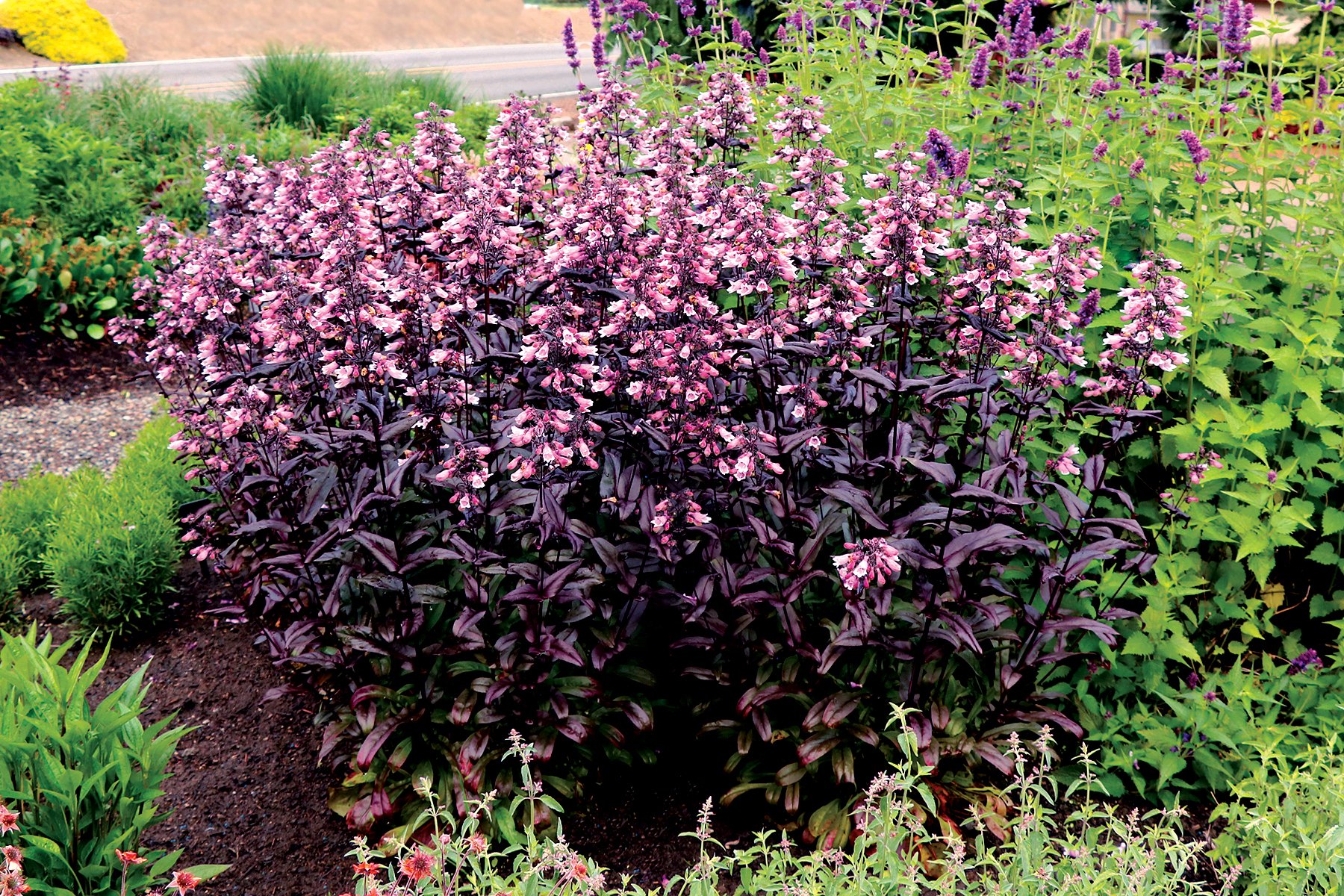 Penstemon-Dakota-Burgundy-1.jpg
