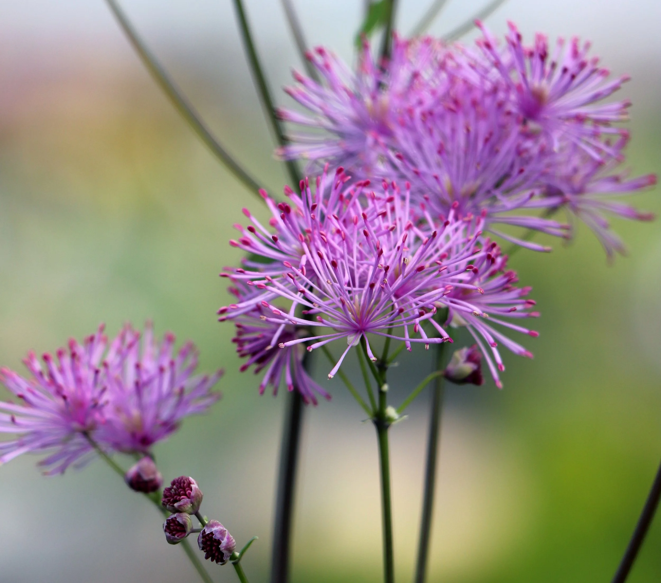 Thalictrum-Nimbus-Pink-6.jpg