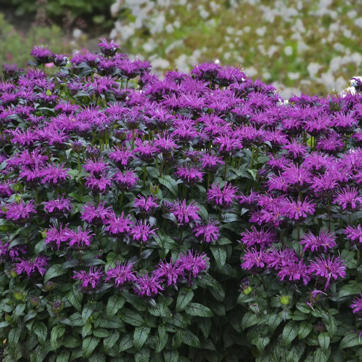 Monarda 'Rockin' Raspberry' PP28752 0002 high res.jpg