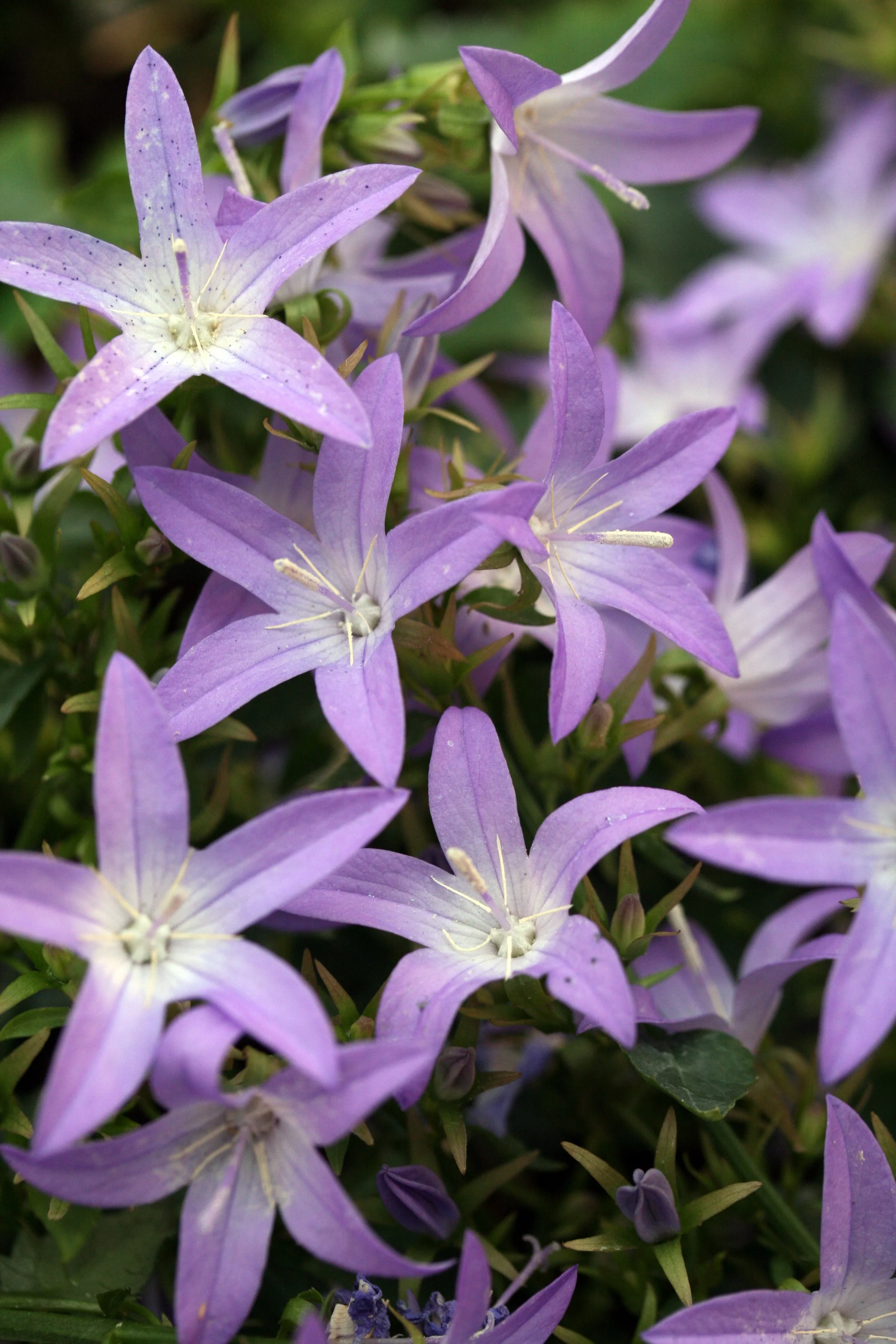 Campanula poscharskyana 'Blue Waterfall'