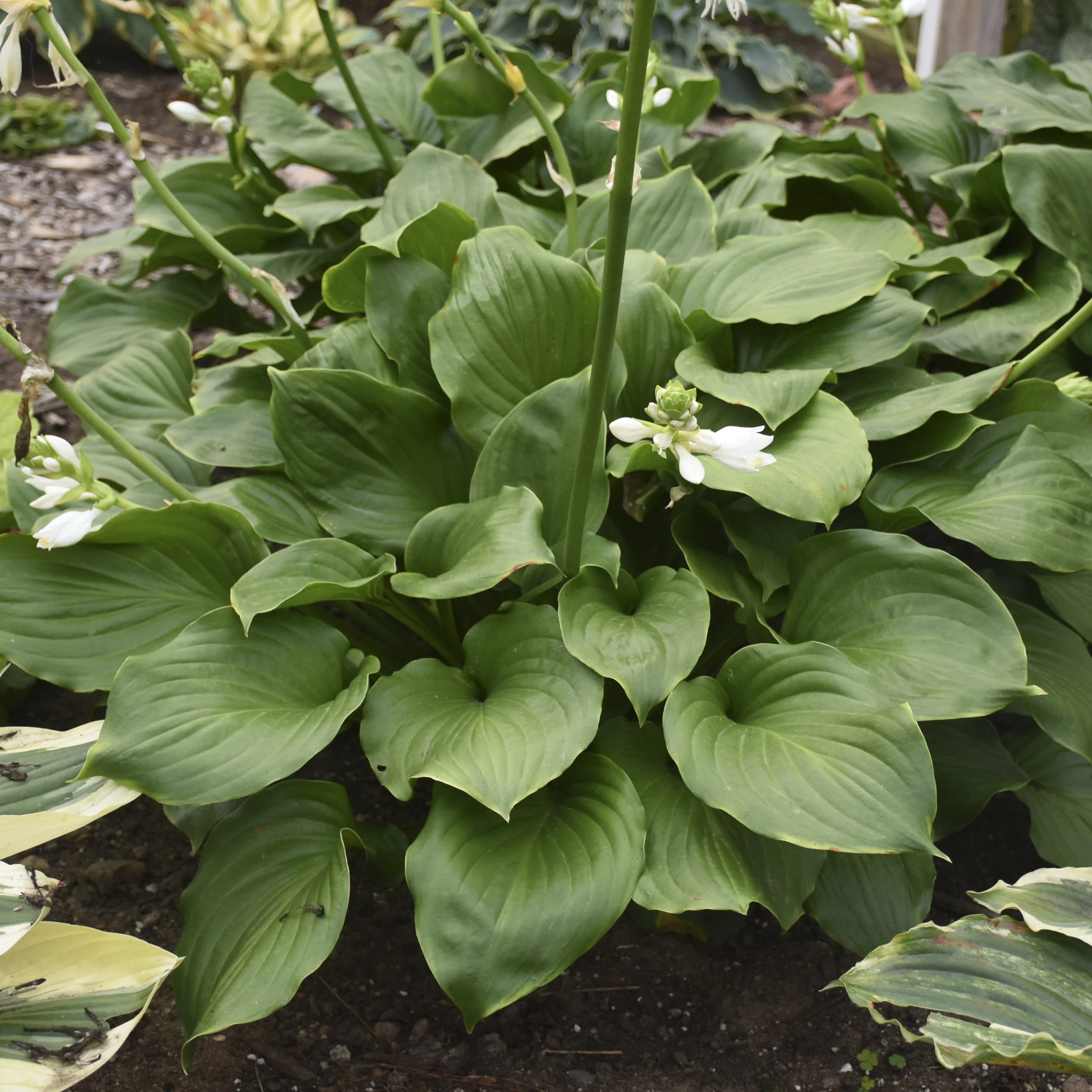 Hosta x 'Royal Crest'