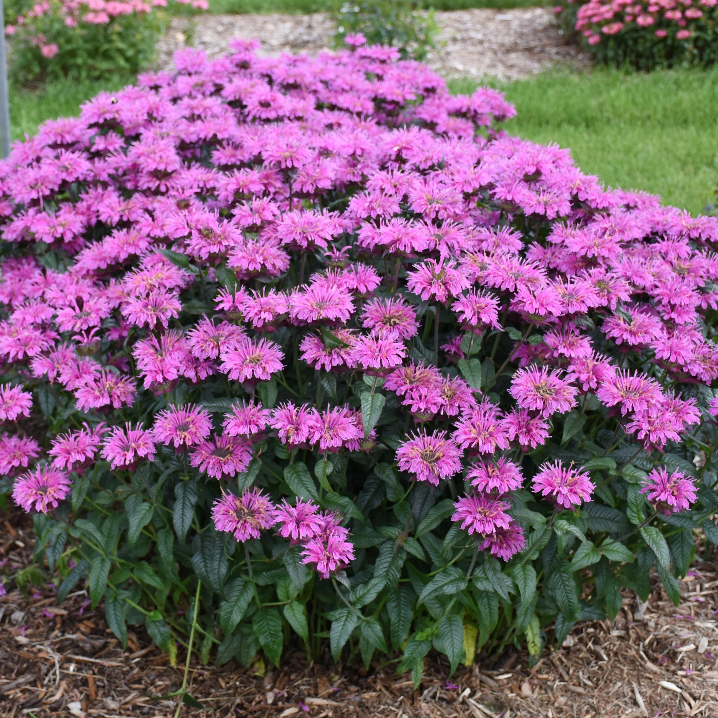 monarda_lavender_taffeta.jpg