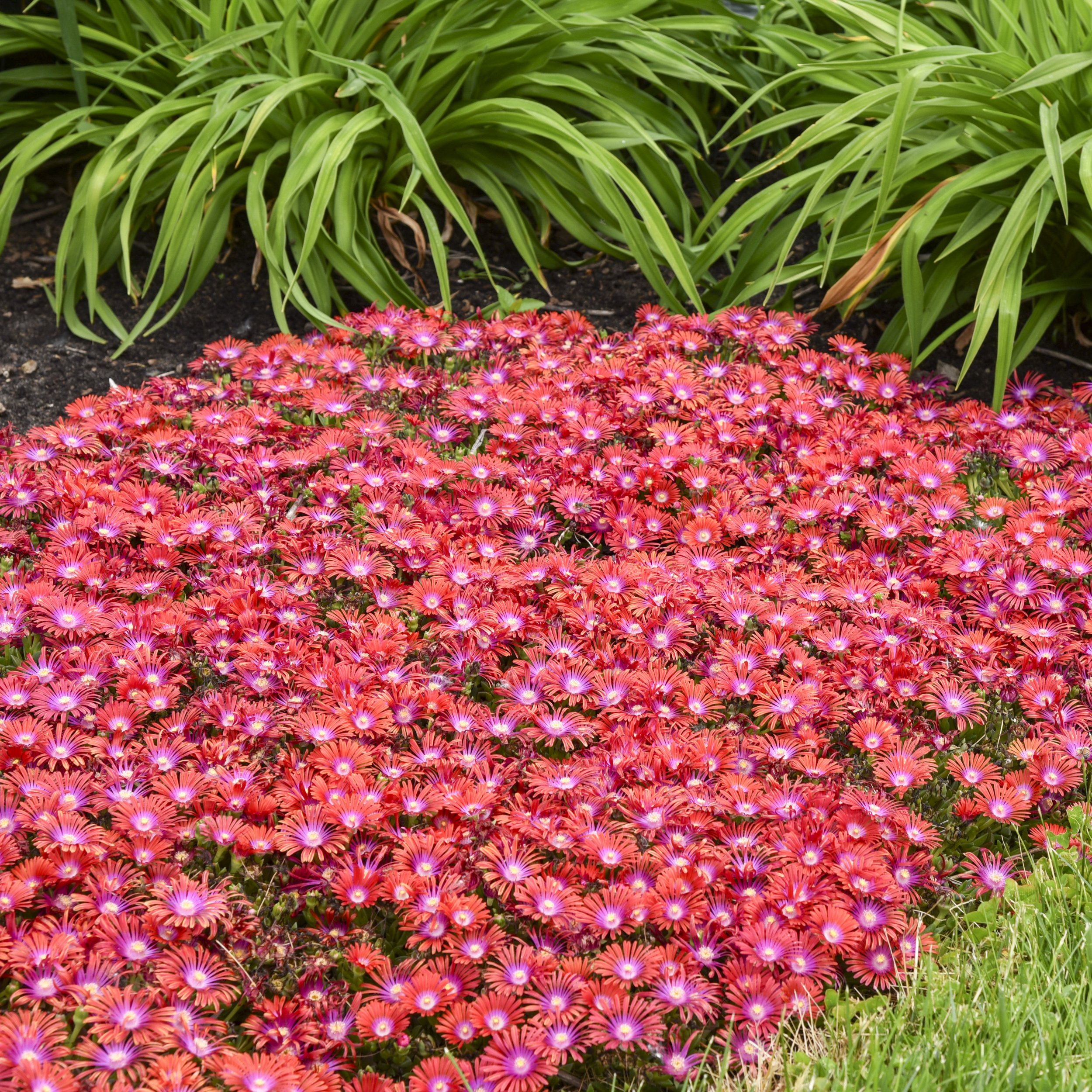 Delosperma 'Razzle Dazzle' PPAF 0002 high res.jpg