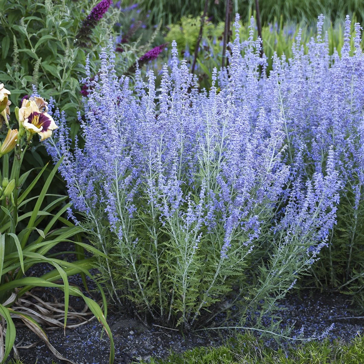 Perovskia atriplicifolia 'Blue Jean Baby' PP29281 0001 high res.jpg