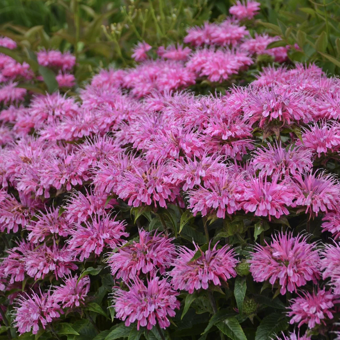 Monarda didyma 'Bubblegum Blast'
