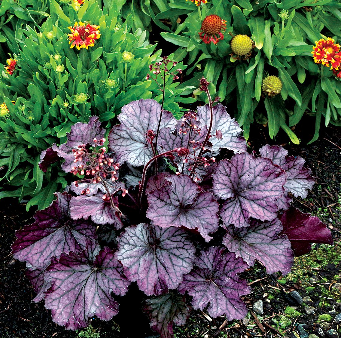 Heuchera-Northern-Exposure-Purple-2.jpg