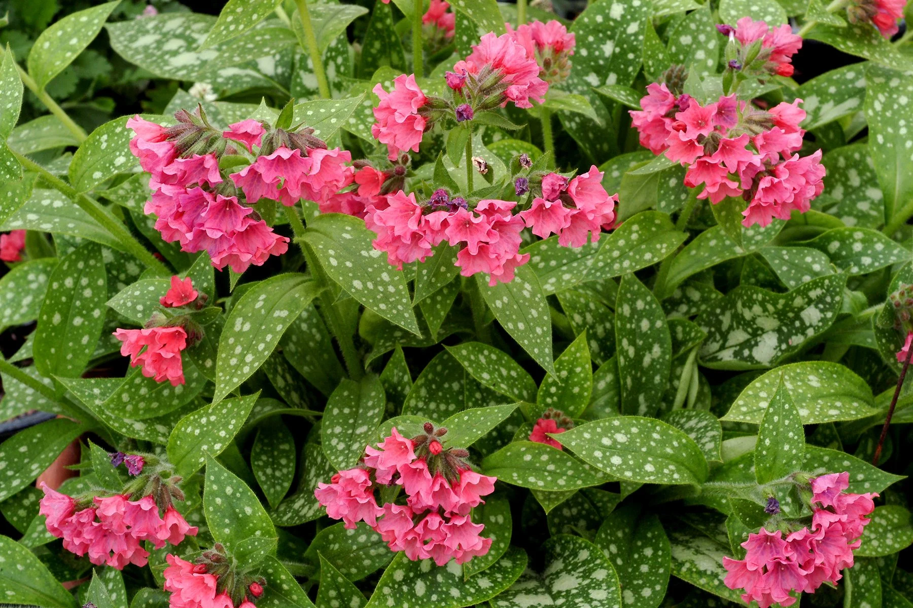 Pulmonaria-Shrimps-on-the-Barbie-1.jpg