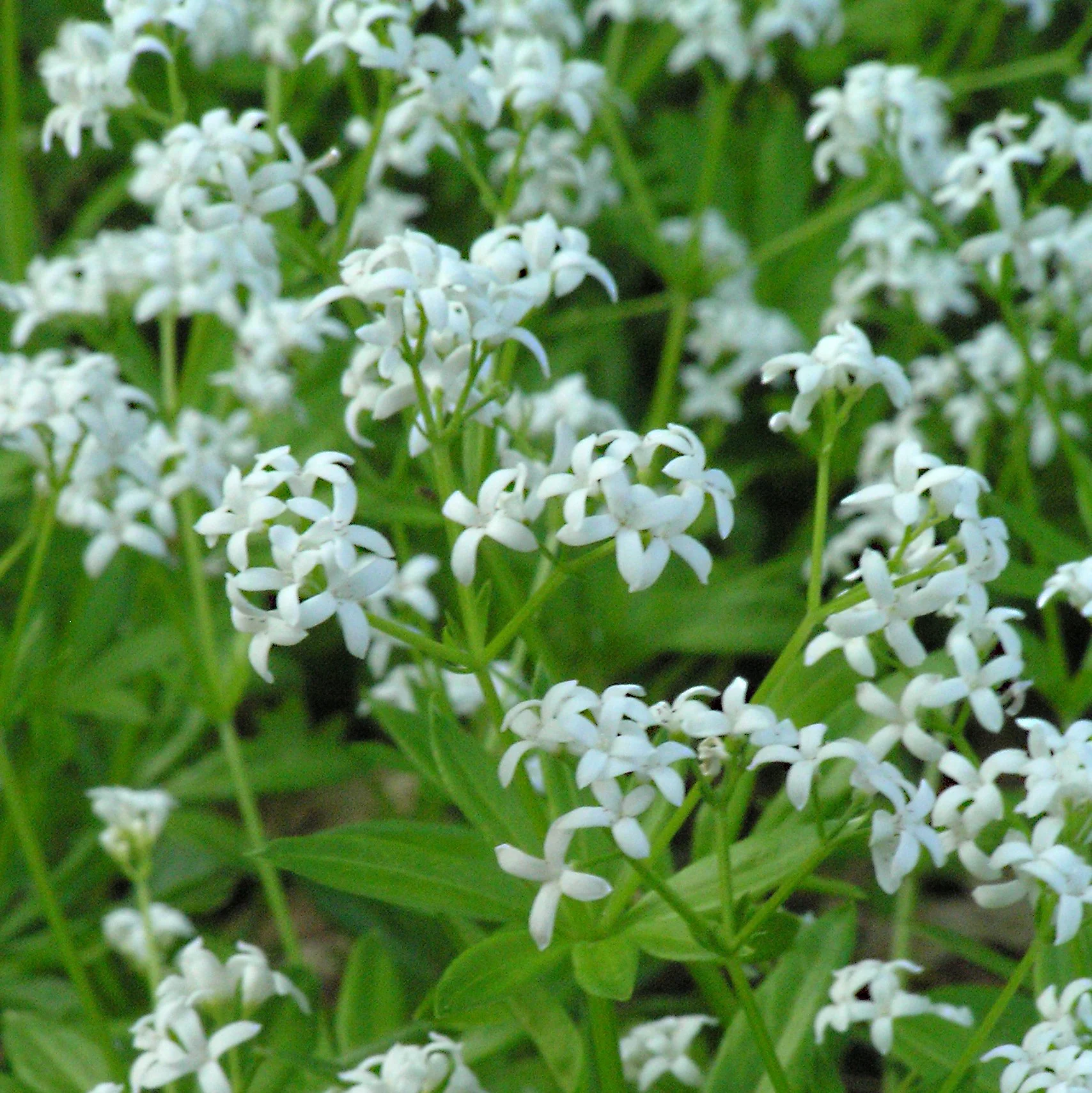Galium odoratum (Sweet Woodruff)