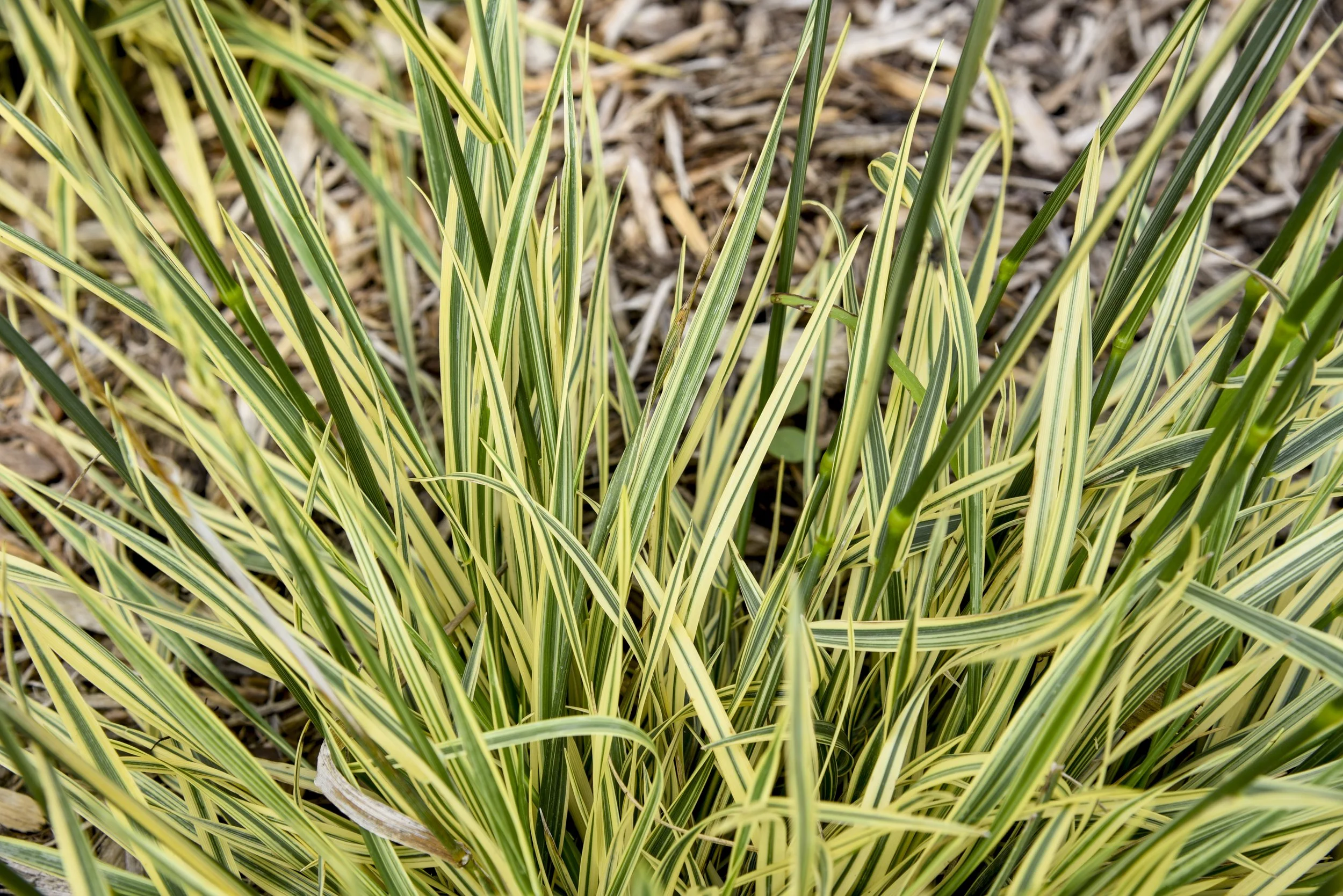 Festuca arundinacea 'Perfect Edging'