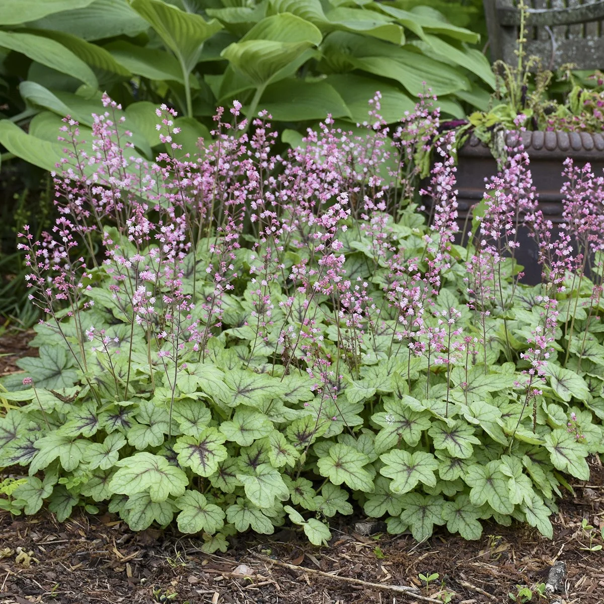 Heucherella 'Pink Fizz' PP26947 0001 high res.jpg