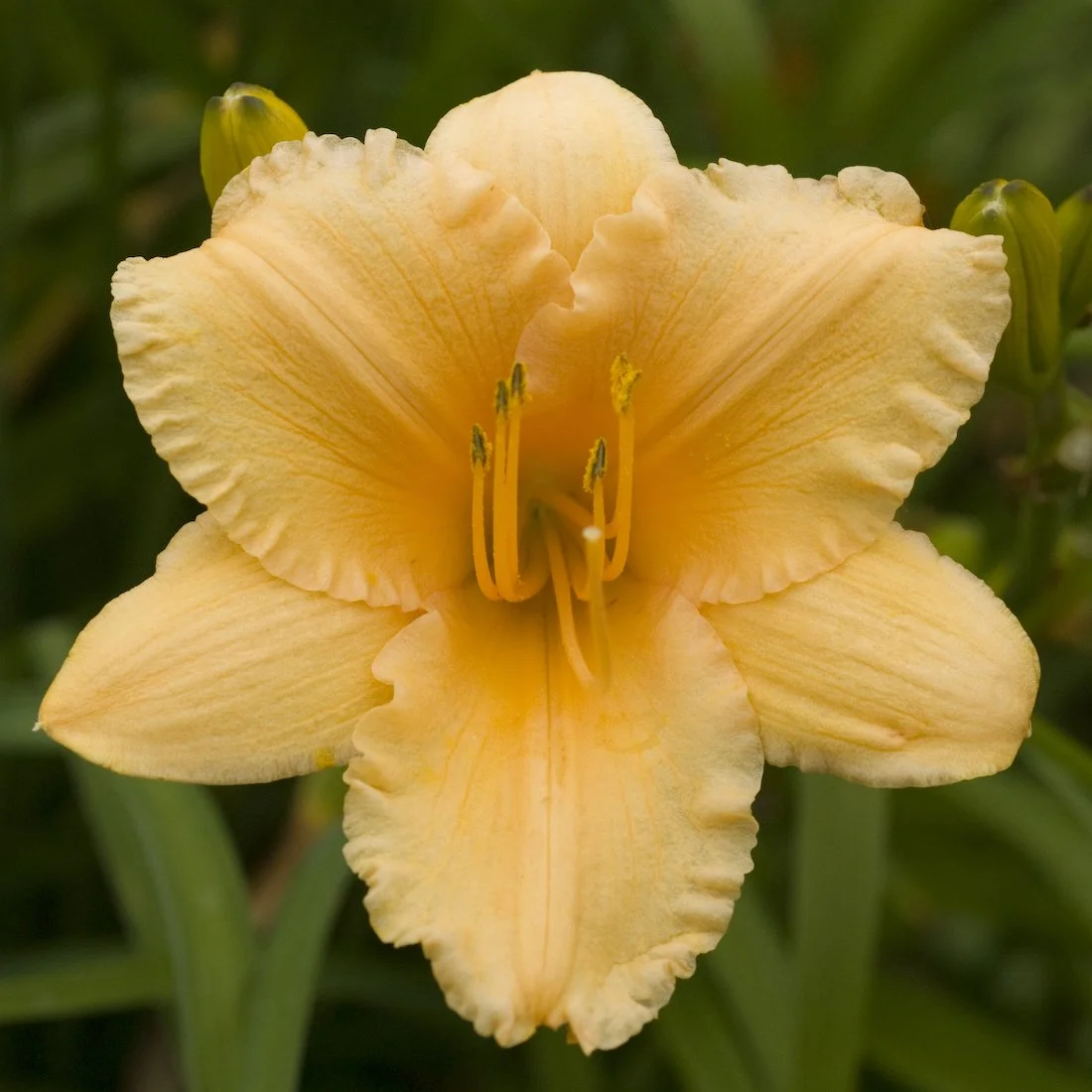 Hemerocallis 'Apricot Sparkles'