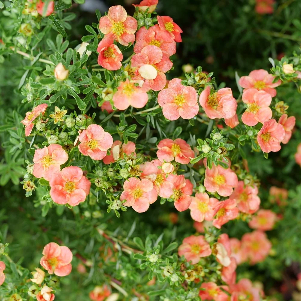 potentilla-happy-face-orange-1.jpg