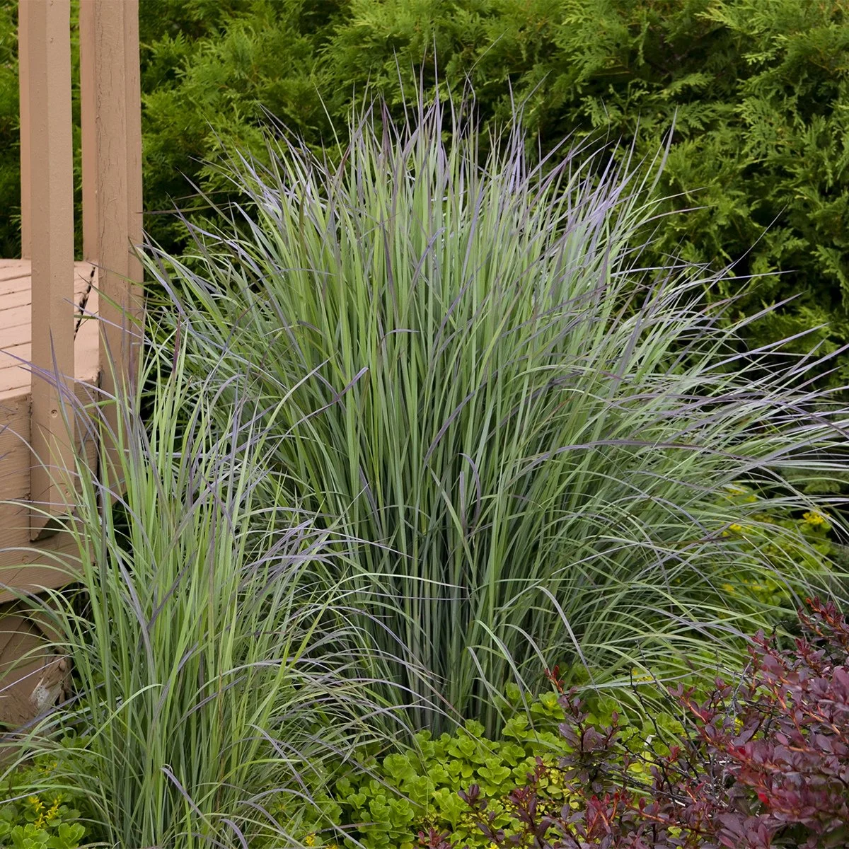 Schizachyrium scoparium 'Twilight Zone' PP27432 0003 high res.jpg