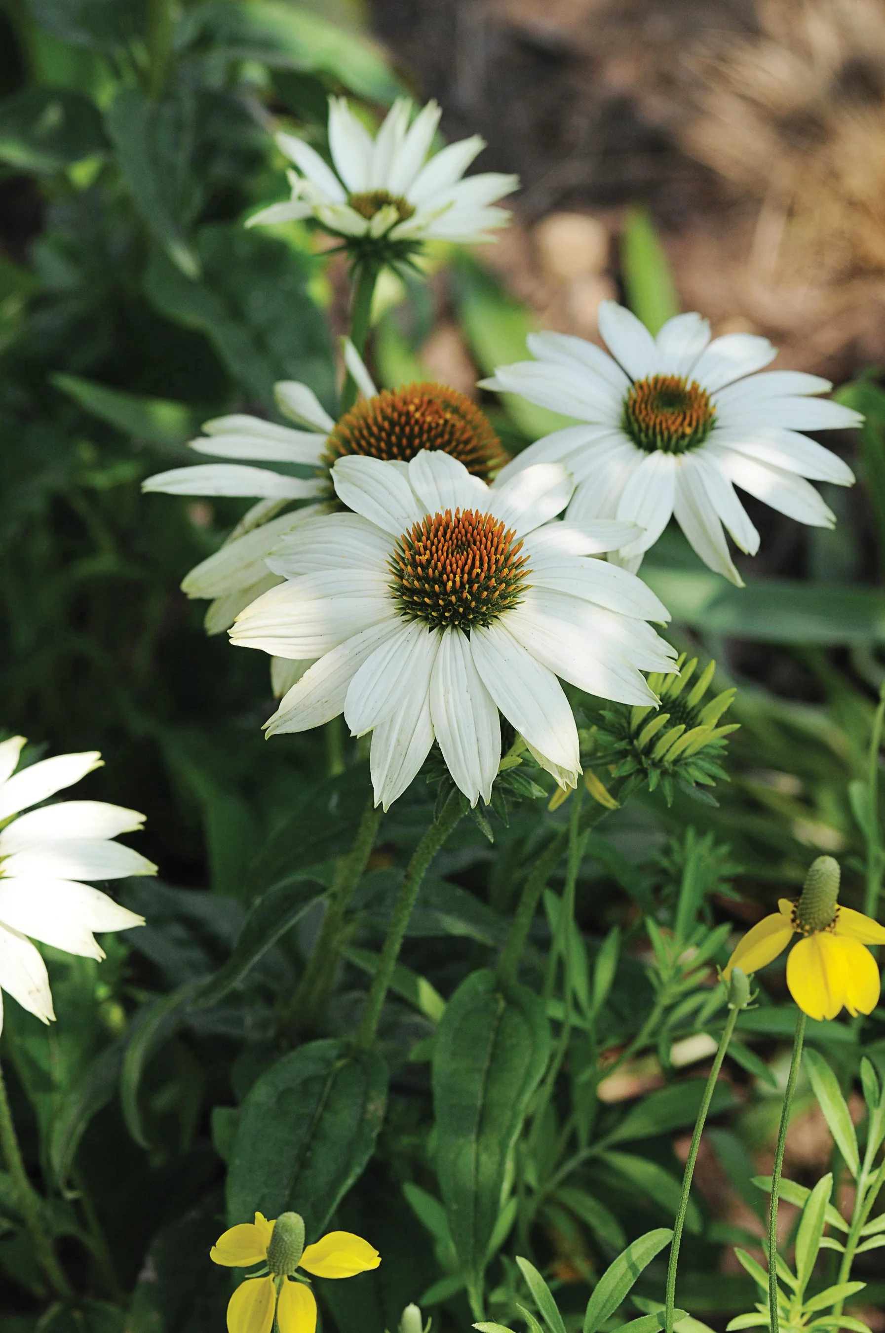 Echinacea purpurea 'PowWow White'