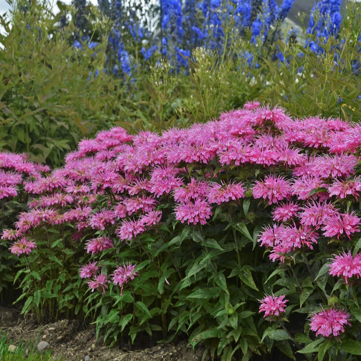 Monarda 'Bubblegum Blast' PP27497 0000 high res.jpg