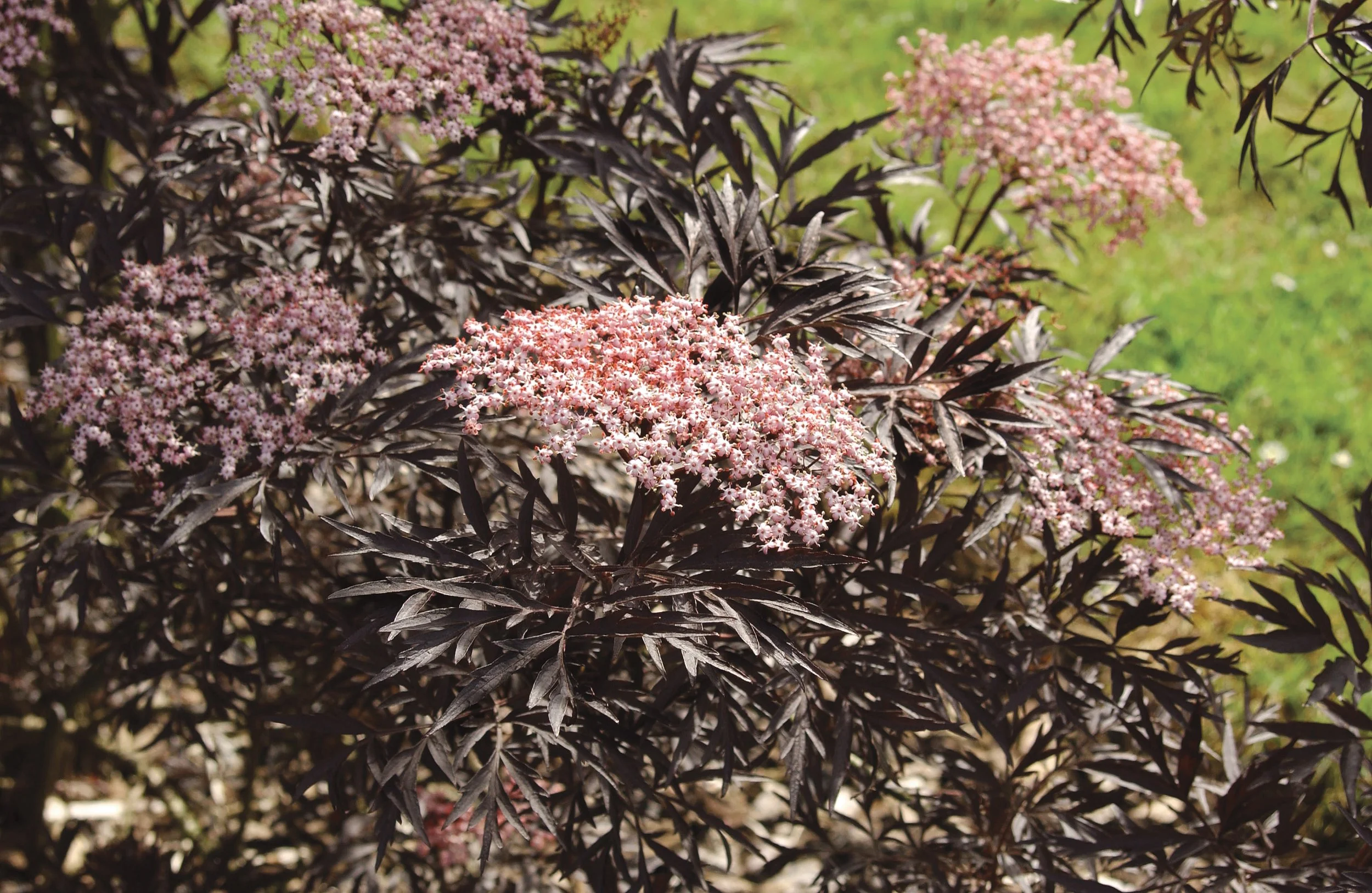 sambucus_black_lace_img_380.jpg