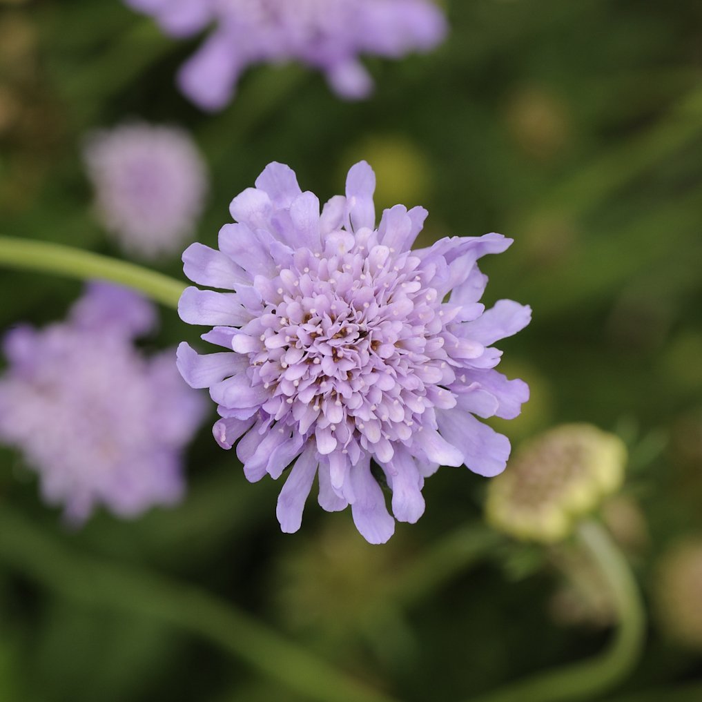 Scabiosa columbaria 'Butterfly Blue' 0003 high res.jpg