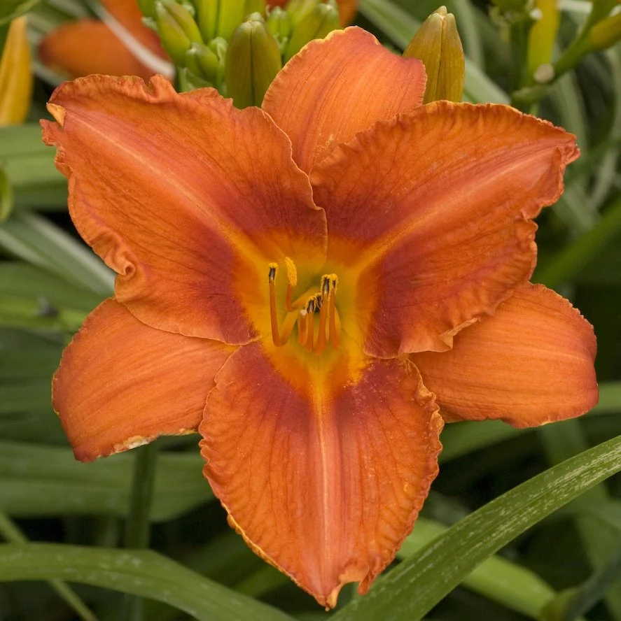 Hemerocallis 'Alabama Jubilee'