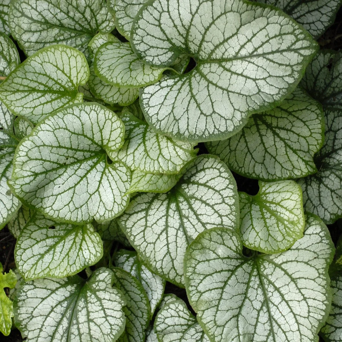 Brunnera macrophylla 'Jack Frost'