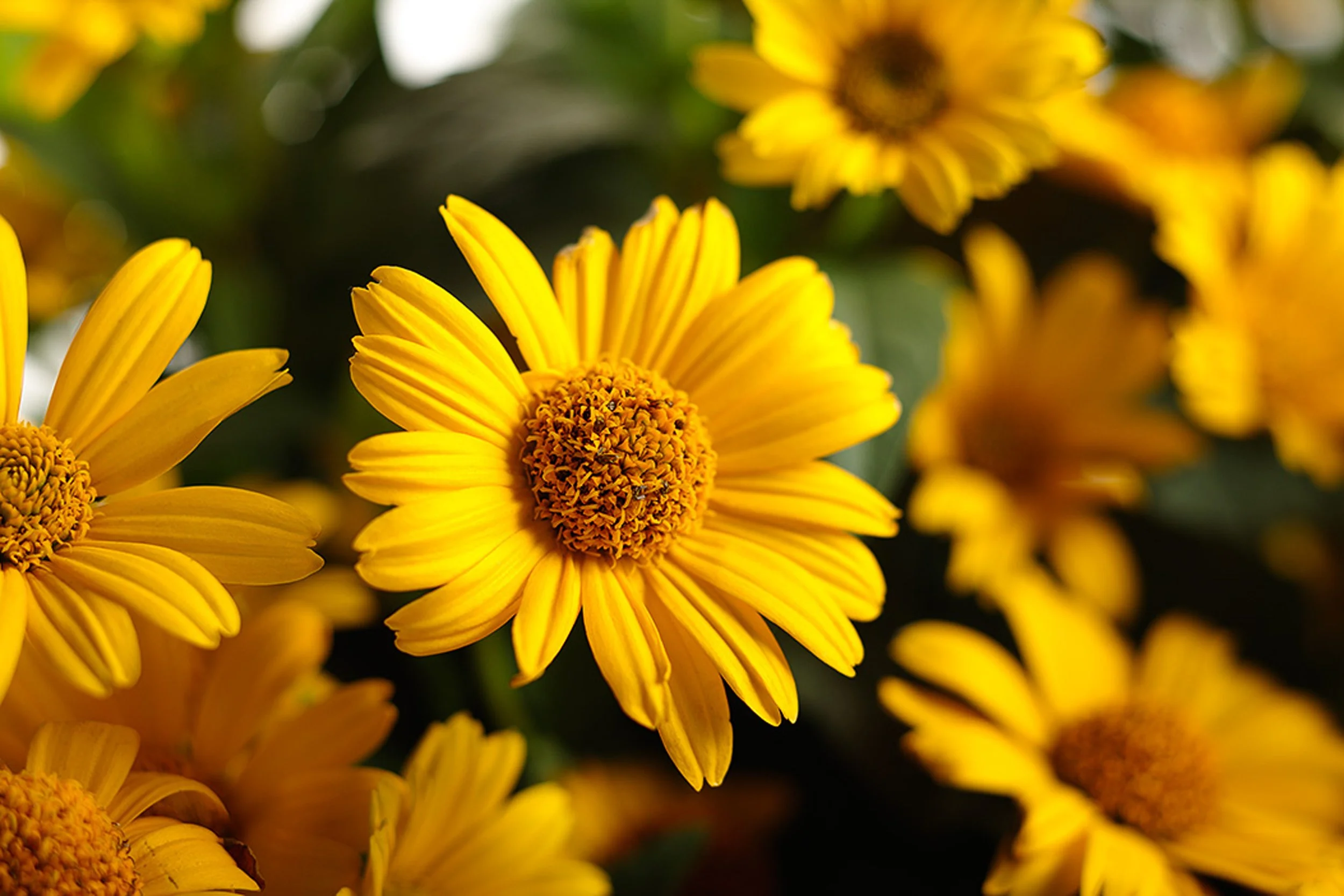 Heliopsis helianthoides 'Tuscan Sun'