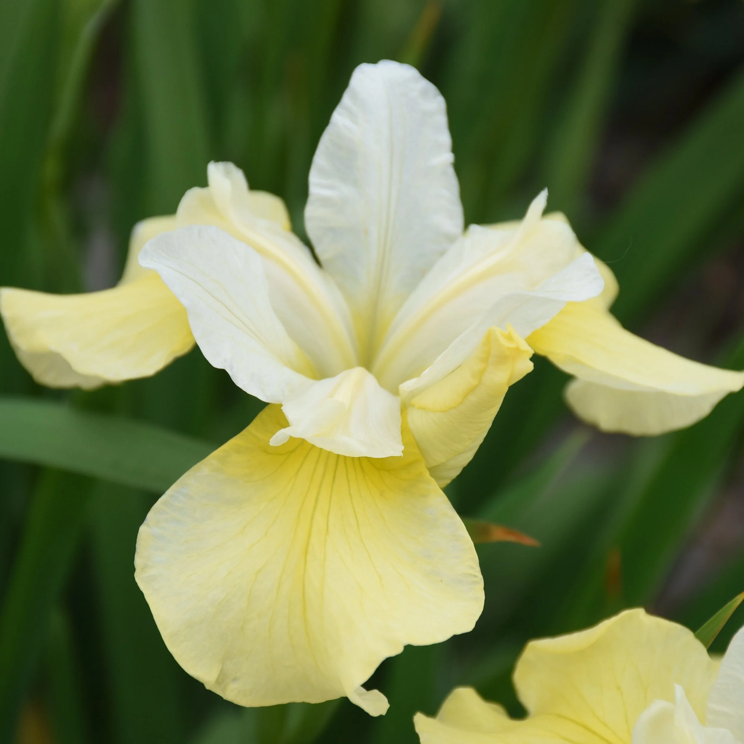 Iris sibirica 'Butter & Sugar'