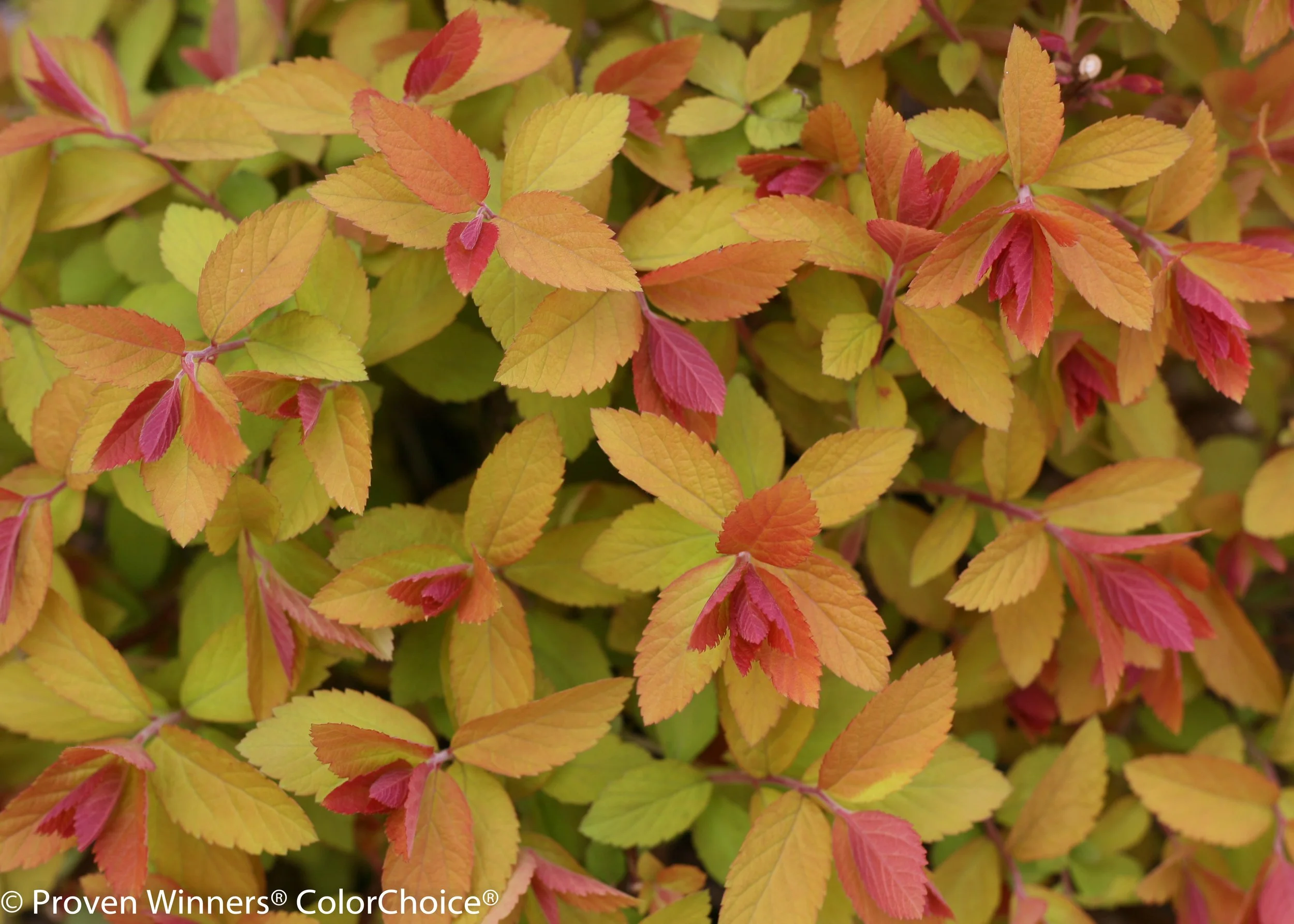 double_play_big_bang_spirea-5990.jpg