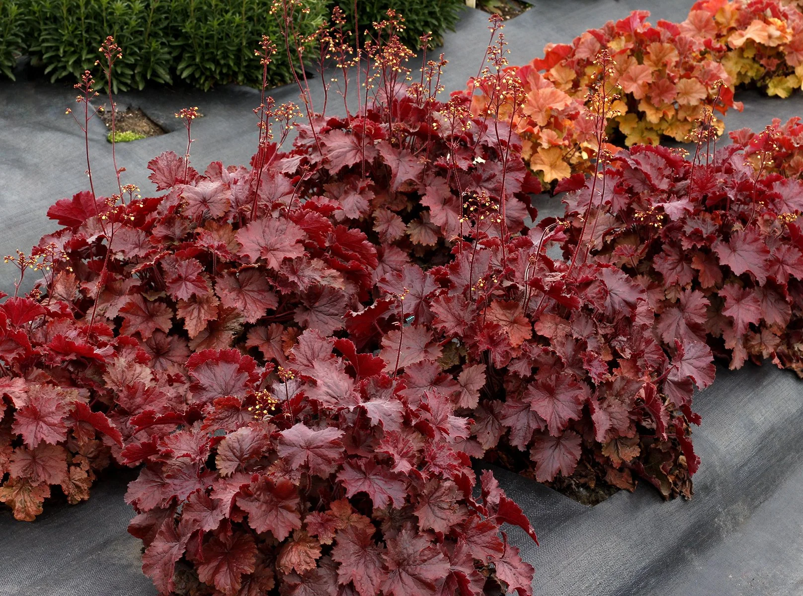 Heuchera-Northern-Exposure-Red-3.jpg