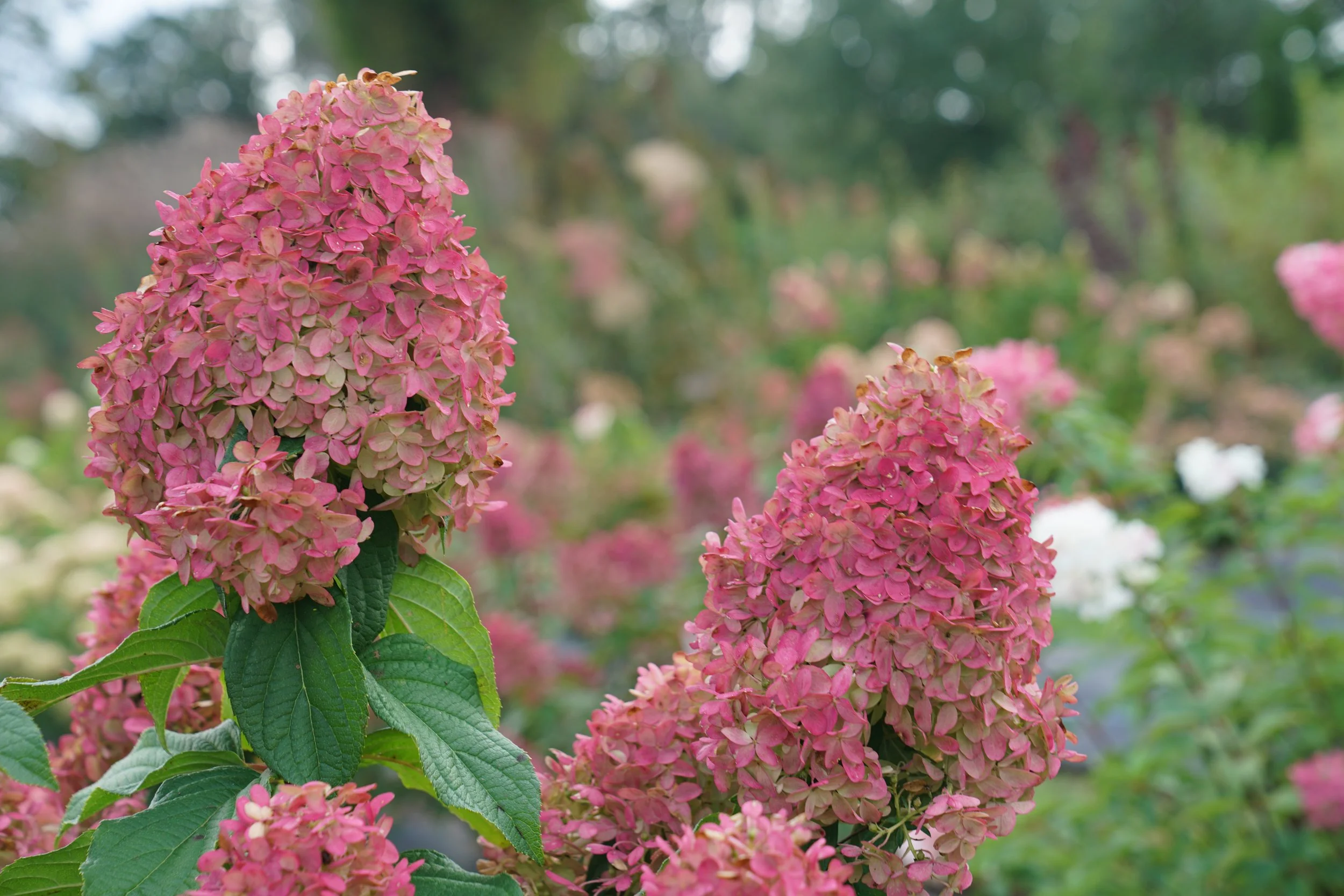 hydrangea-quick-fire-fab-7.jpg