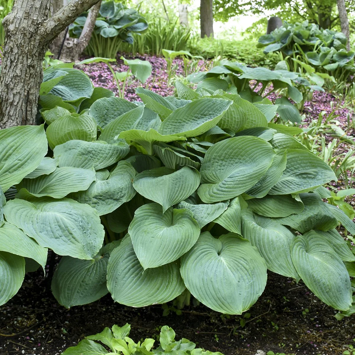Hosta x 'Big Daddy'