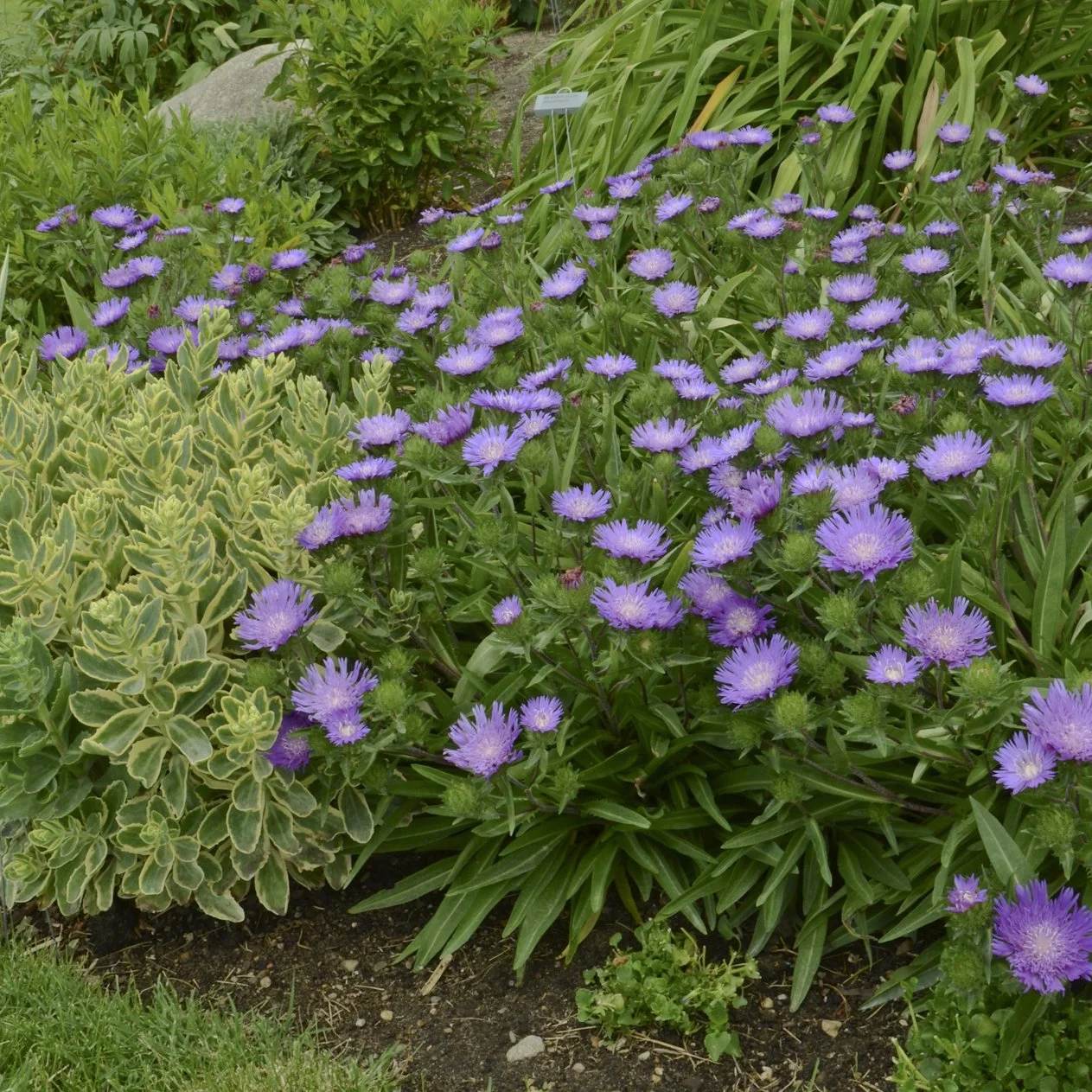 Stokesia laevis 'Honeysong Purple' 0003 high res.jpg