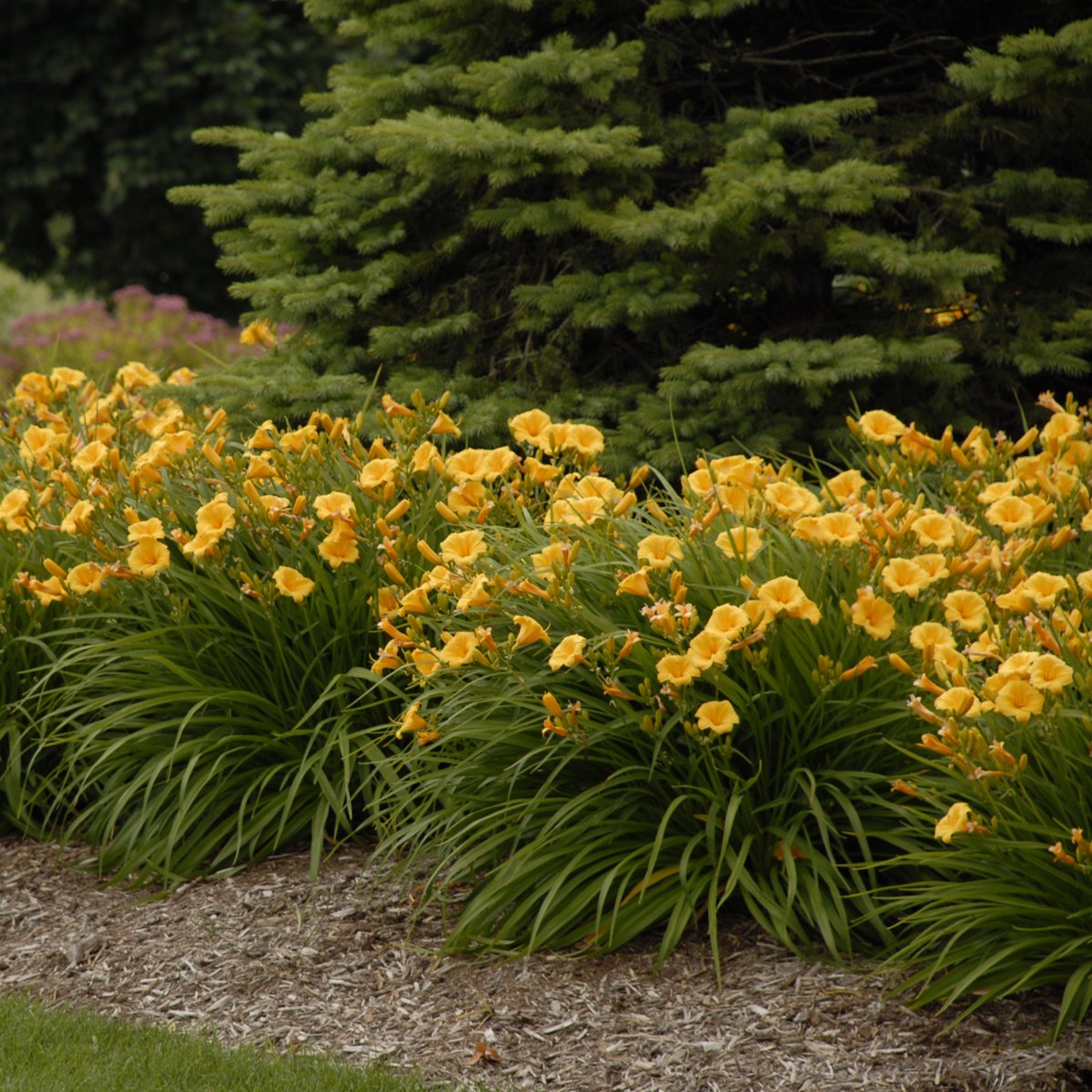 Hemerocallis 'Stella de Oro' 0000 high res.jpg