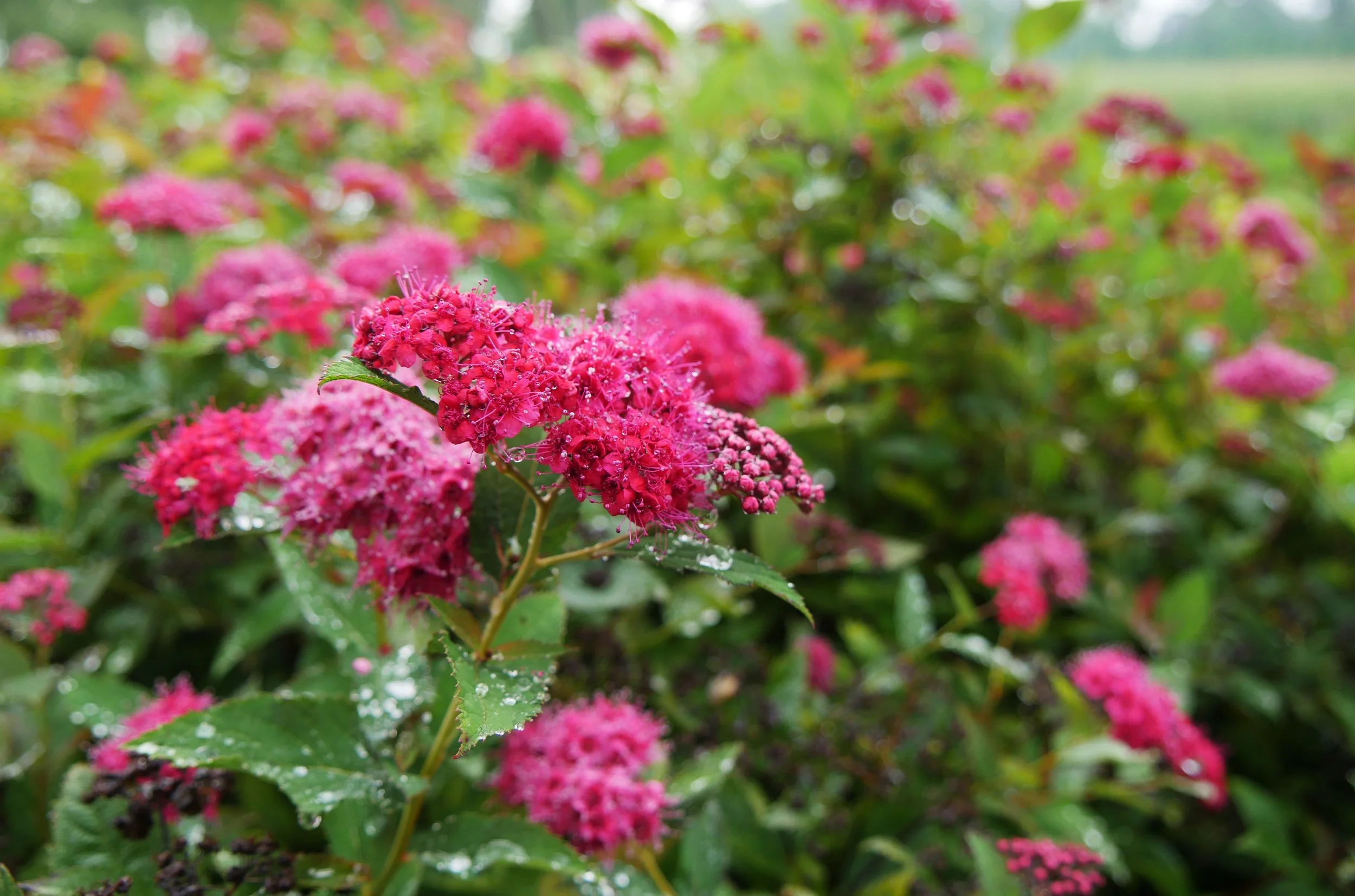 spiraea_double_play_doozie_p2410638.jpg