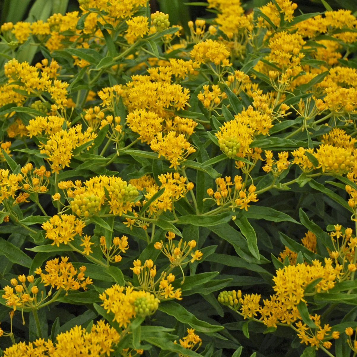 Asclepias tuberosa 'Hello Yellow' 0000 high res.jpg